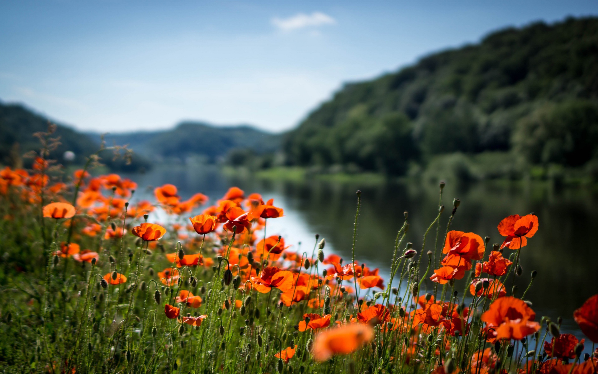 Красные маки в лучах солнца у реки