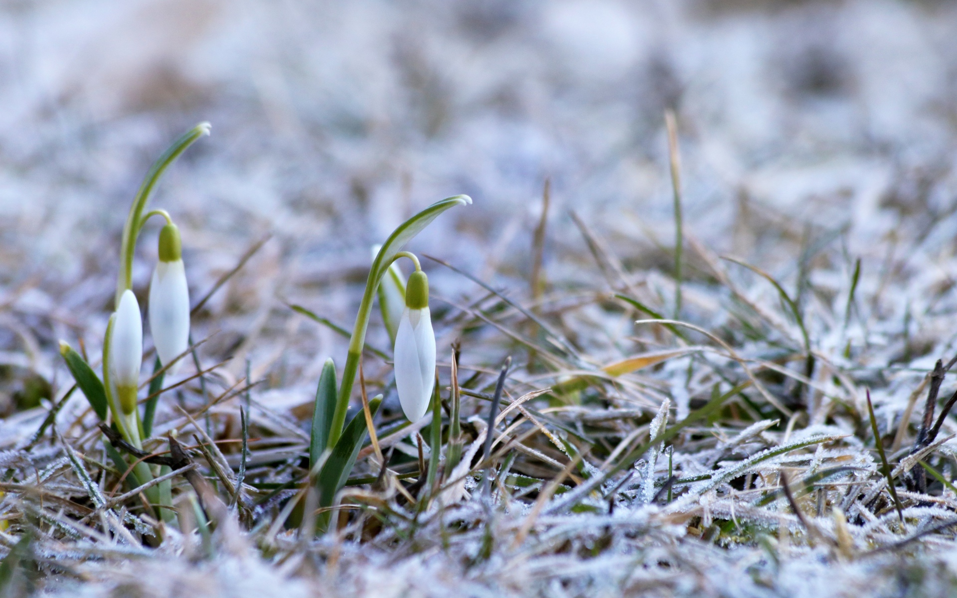 Два нежных белых подснежника на покрытой инеем траве 