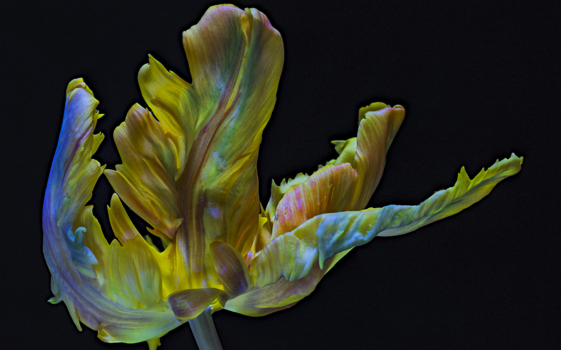 Необычный тюльпан на черном фоне крупным планом