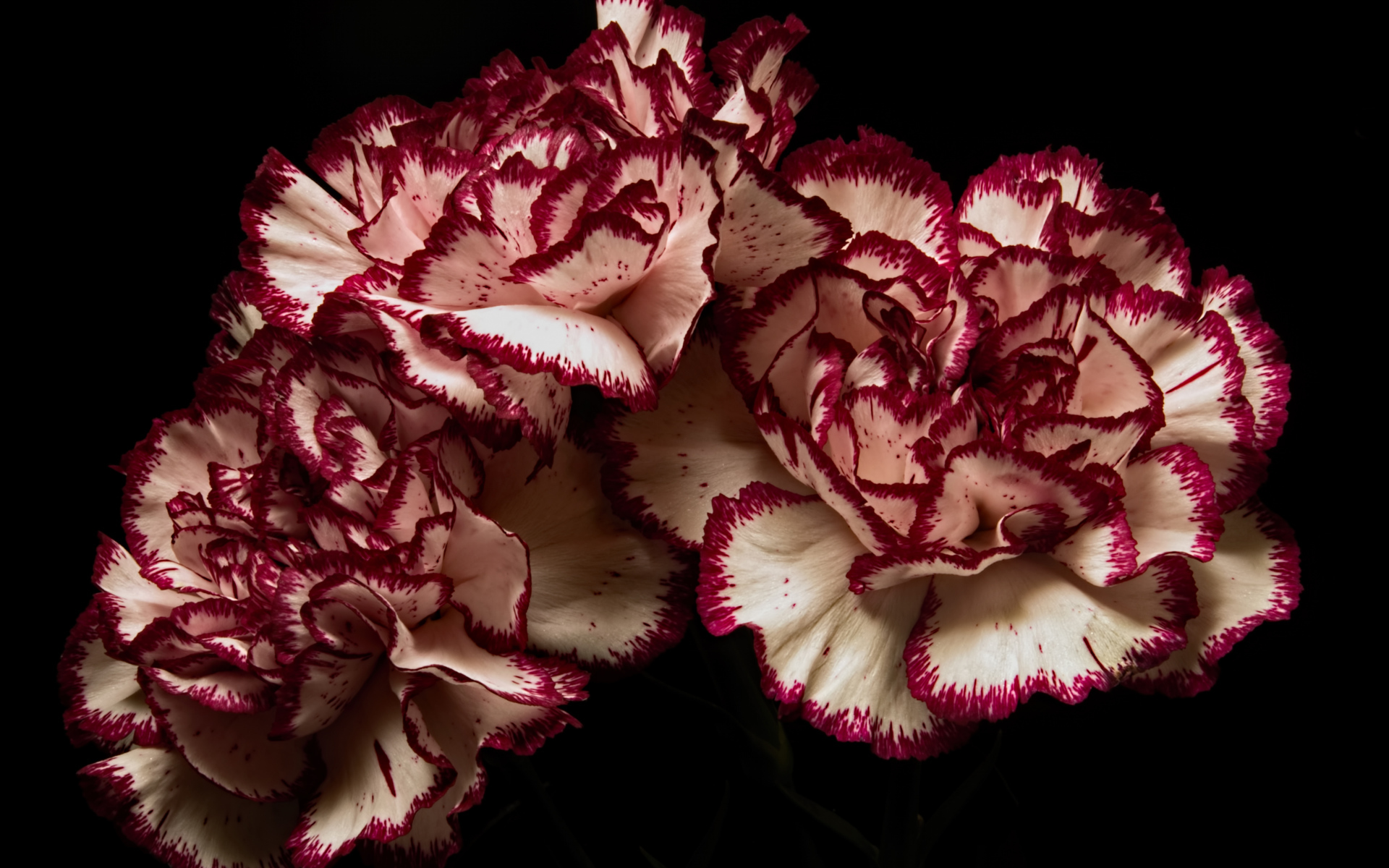 Белые гвоздики с красными ободками на черном фоне