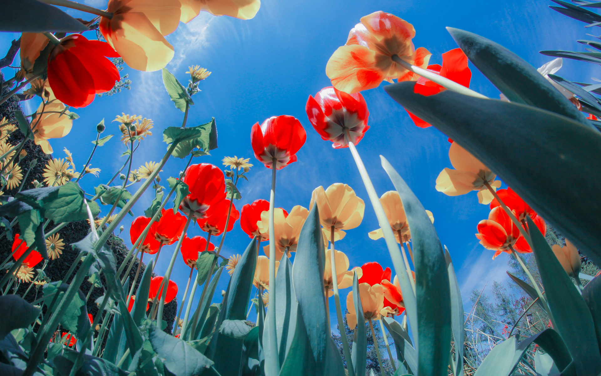 Желтые и красные тюльпаны на клумбе под голубым небом