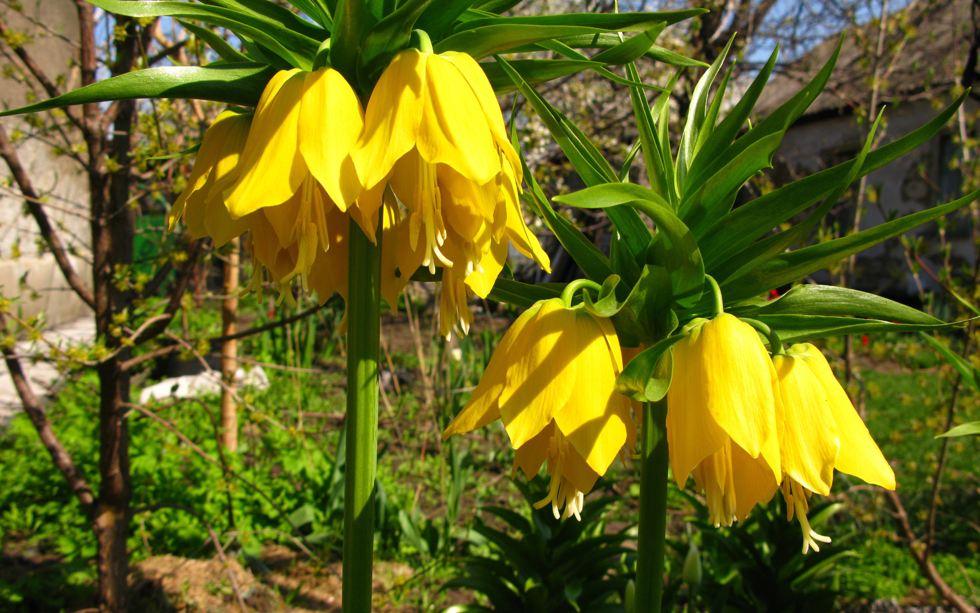 Желтые садовые цветы рябчики