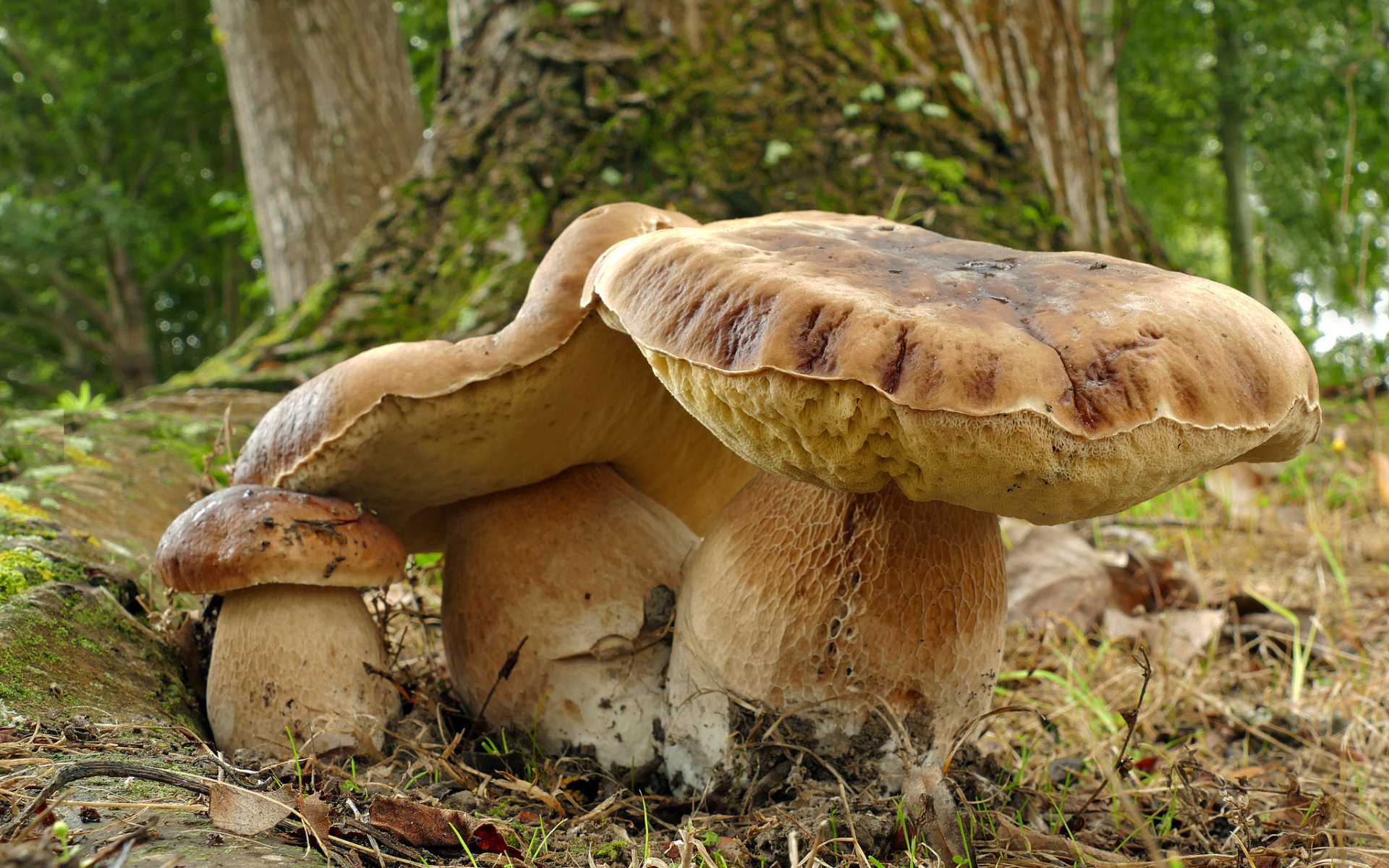 Большие грибы в лесу у дерева