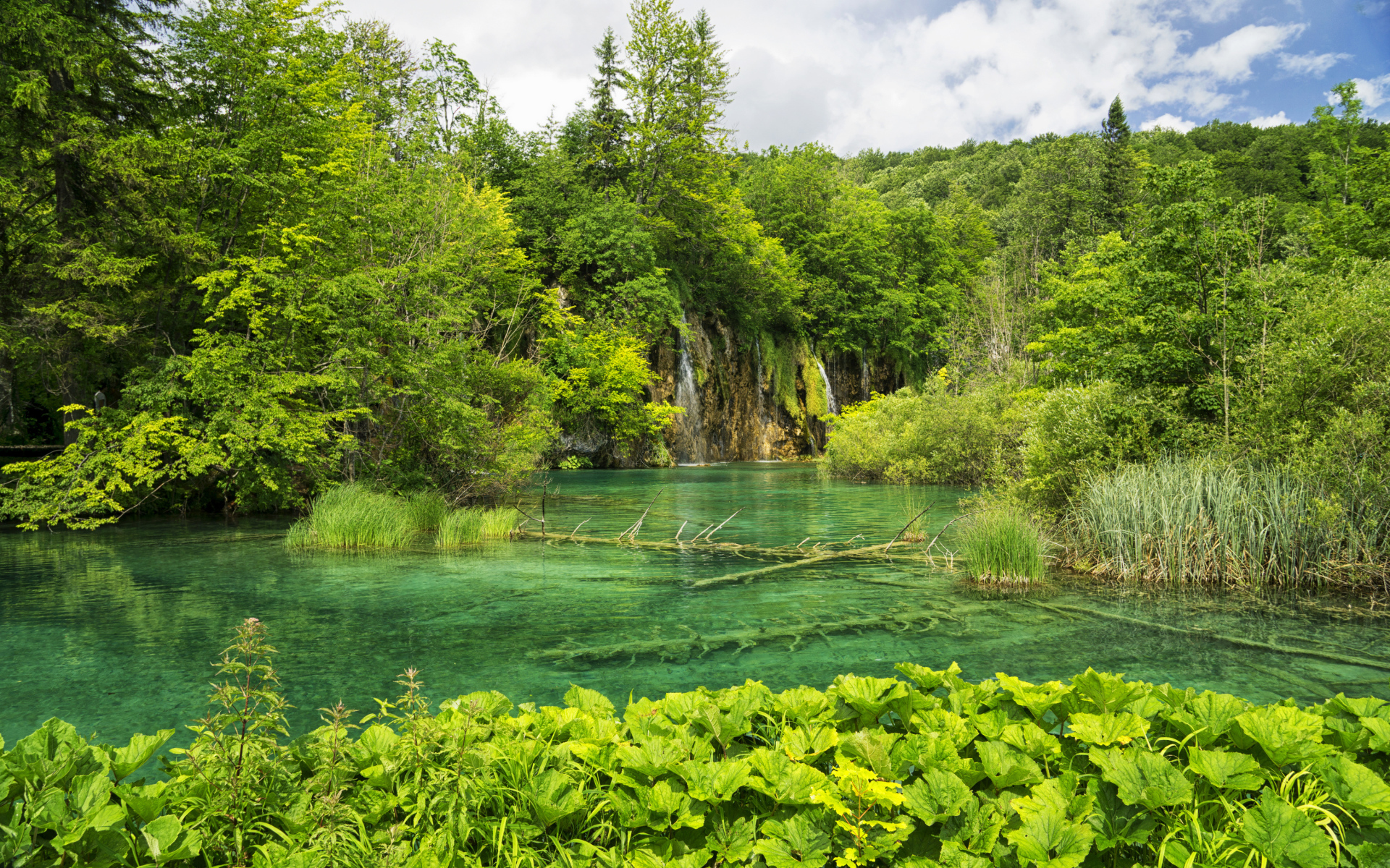 Упавшие деревья лежат на дне озера в лесу