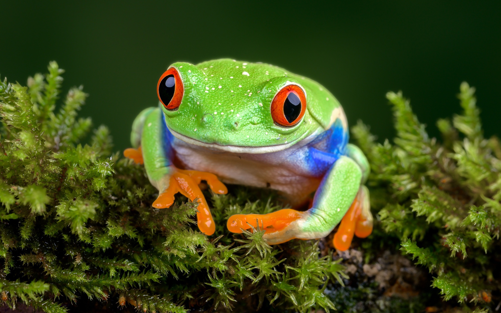 A large green frog with red eyes sits on a moss-covered branch