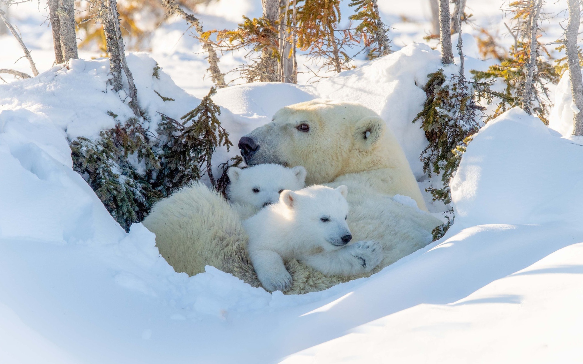 Большая белая медведица с медвежатами в снегу