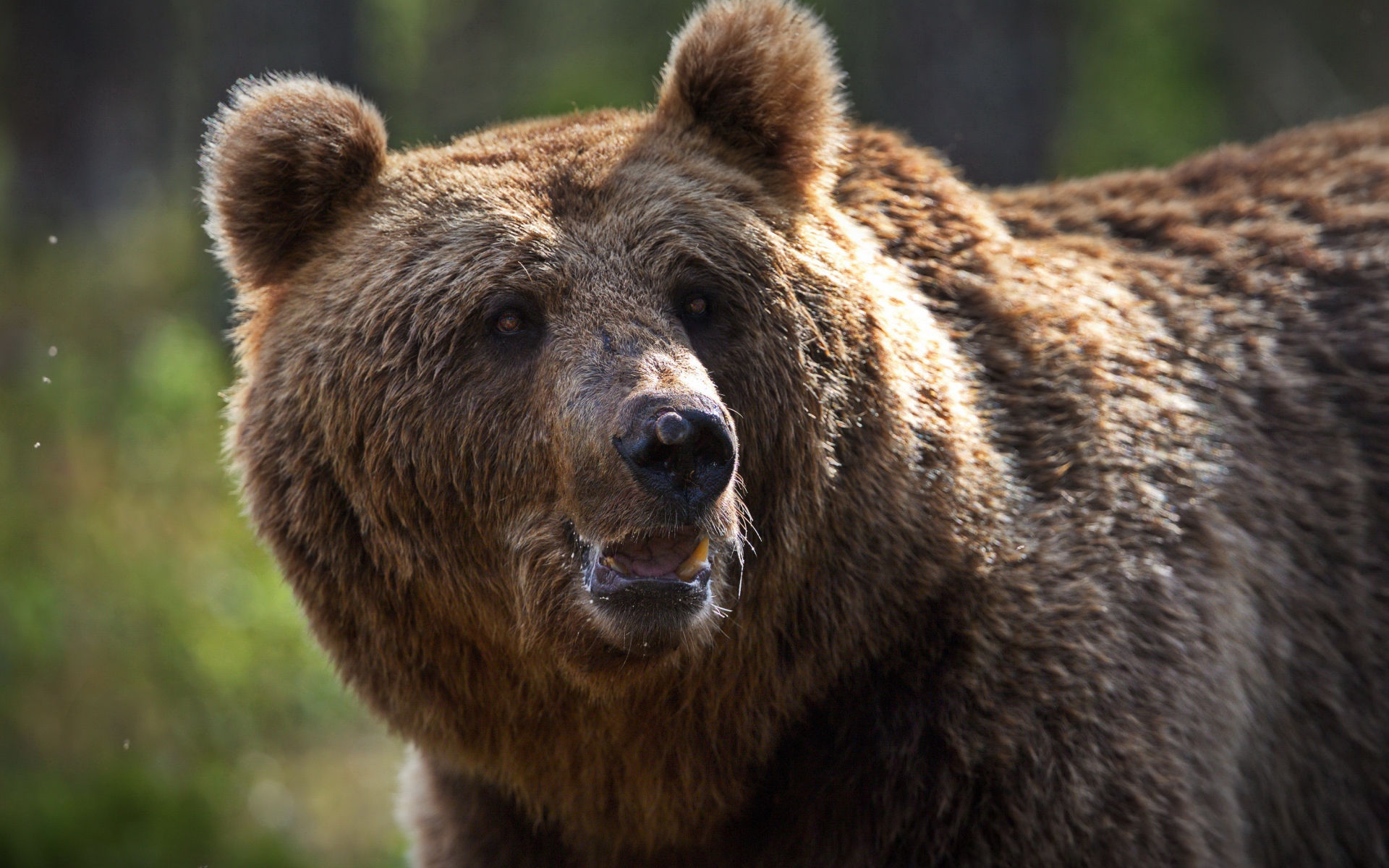 Большой сильный бурый медведь 