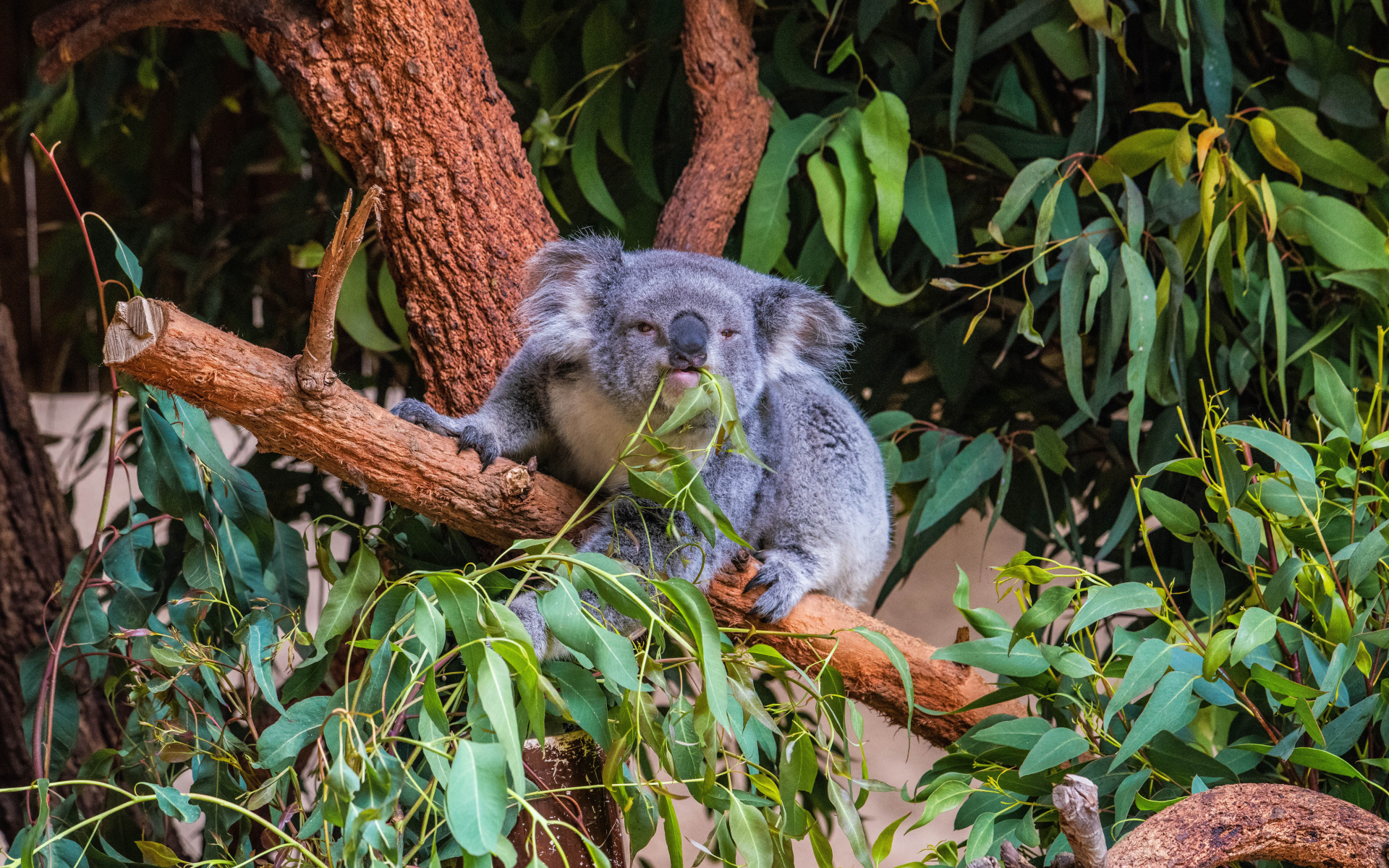 Ленивая коала ест ветки на дереве 