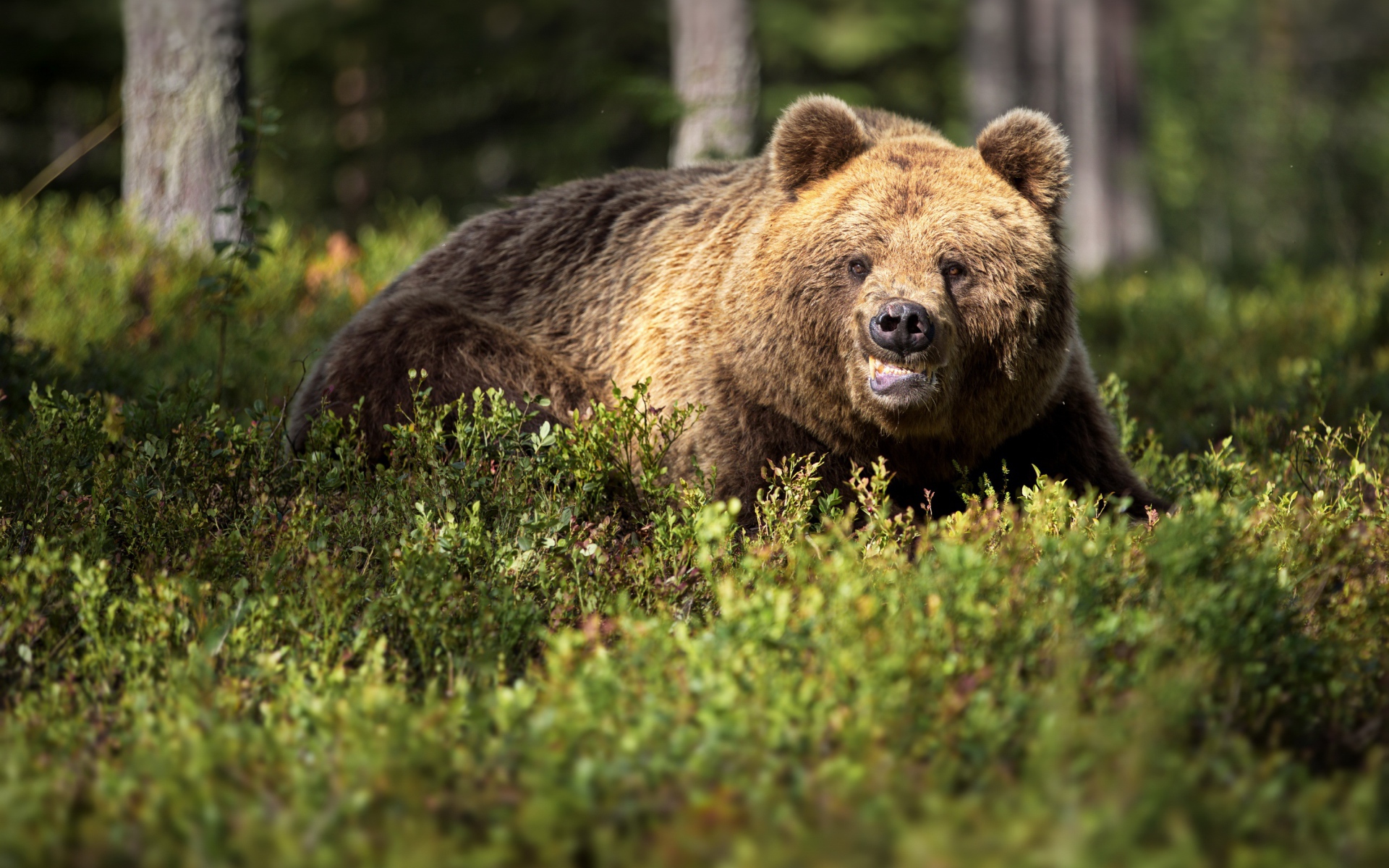 Грозный бурый медведь в зарослях в лесу