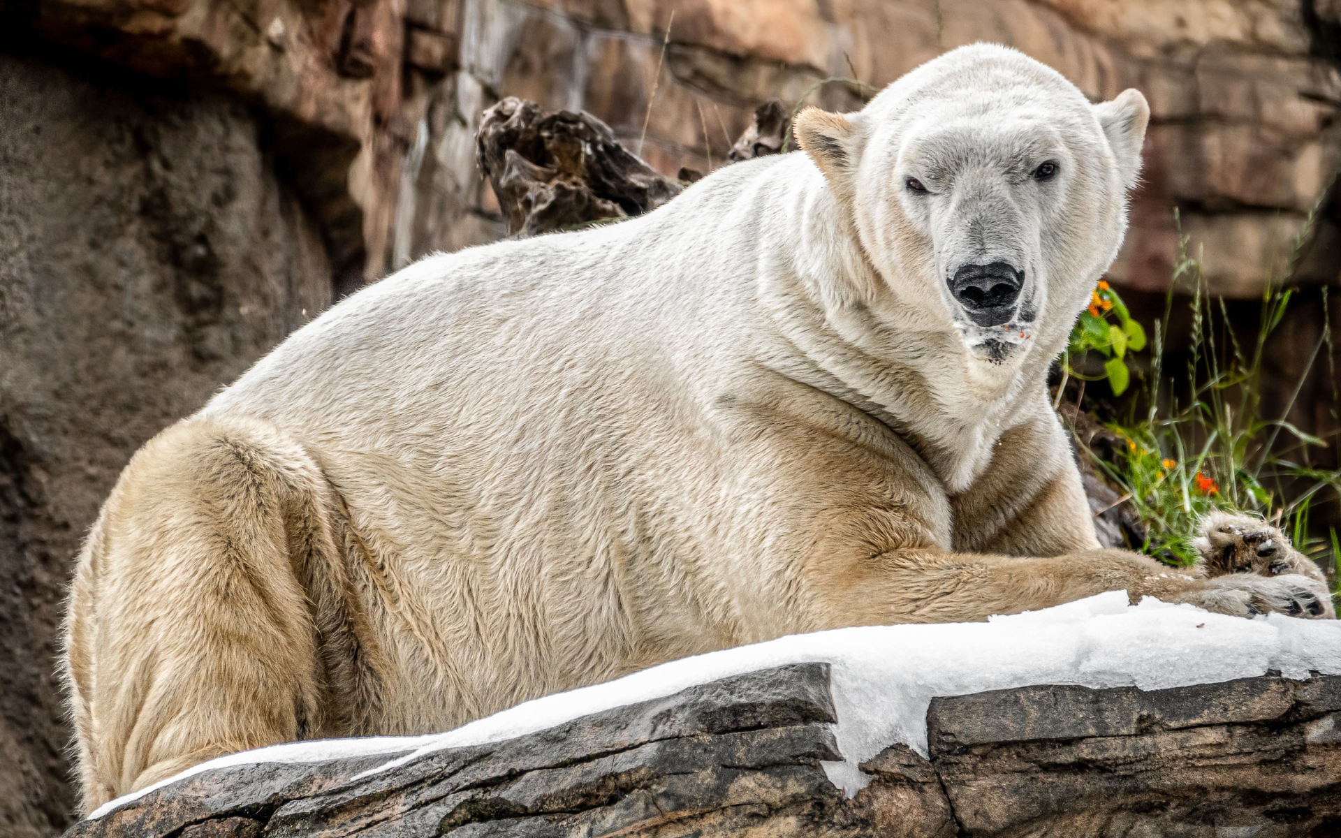 Грозный белый медведь лежит на камне в зоопарке 