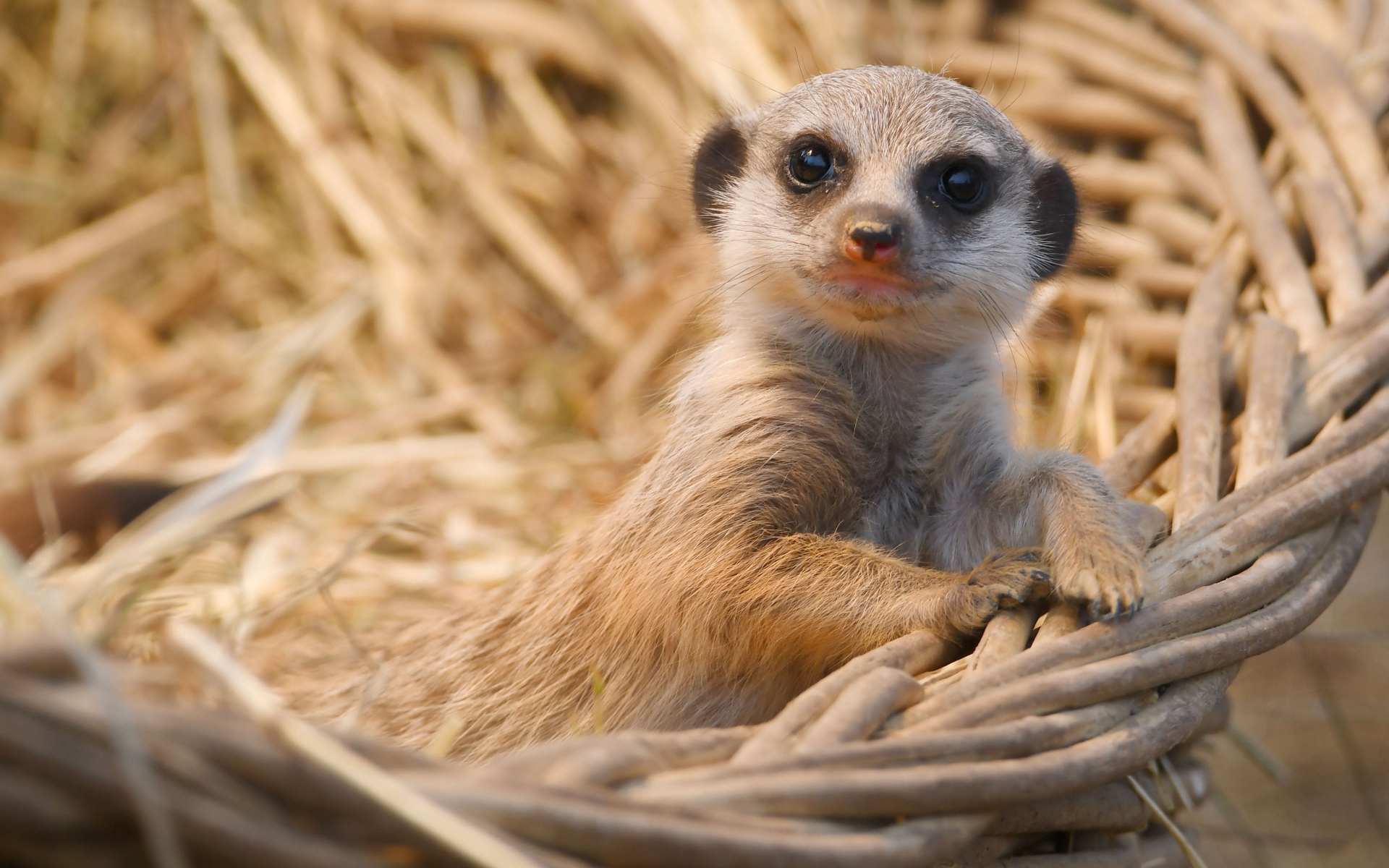 Маленький сурикат лежит в корзине