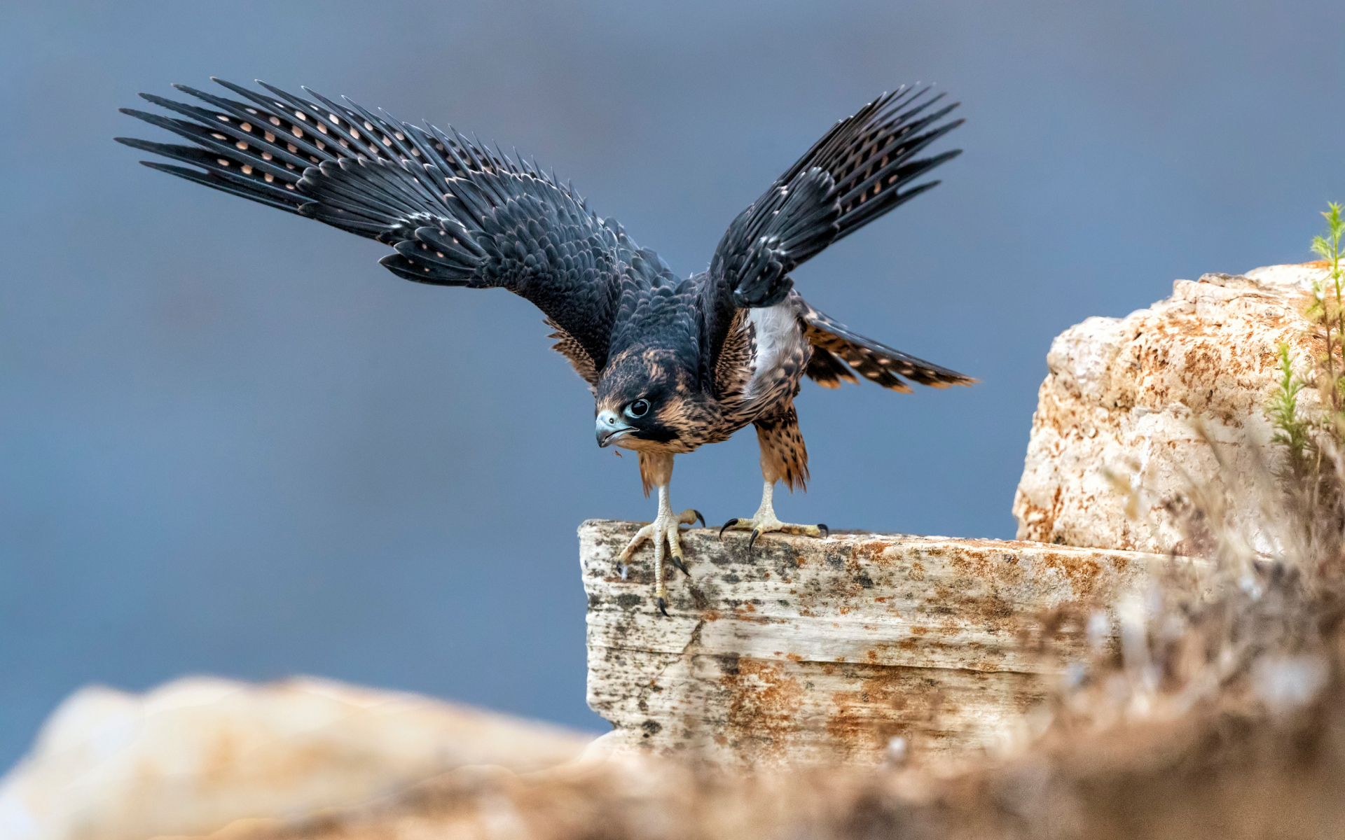 Большой сокол готовится к полету с камня 