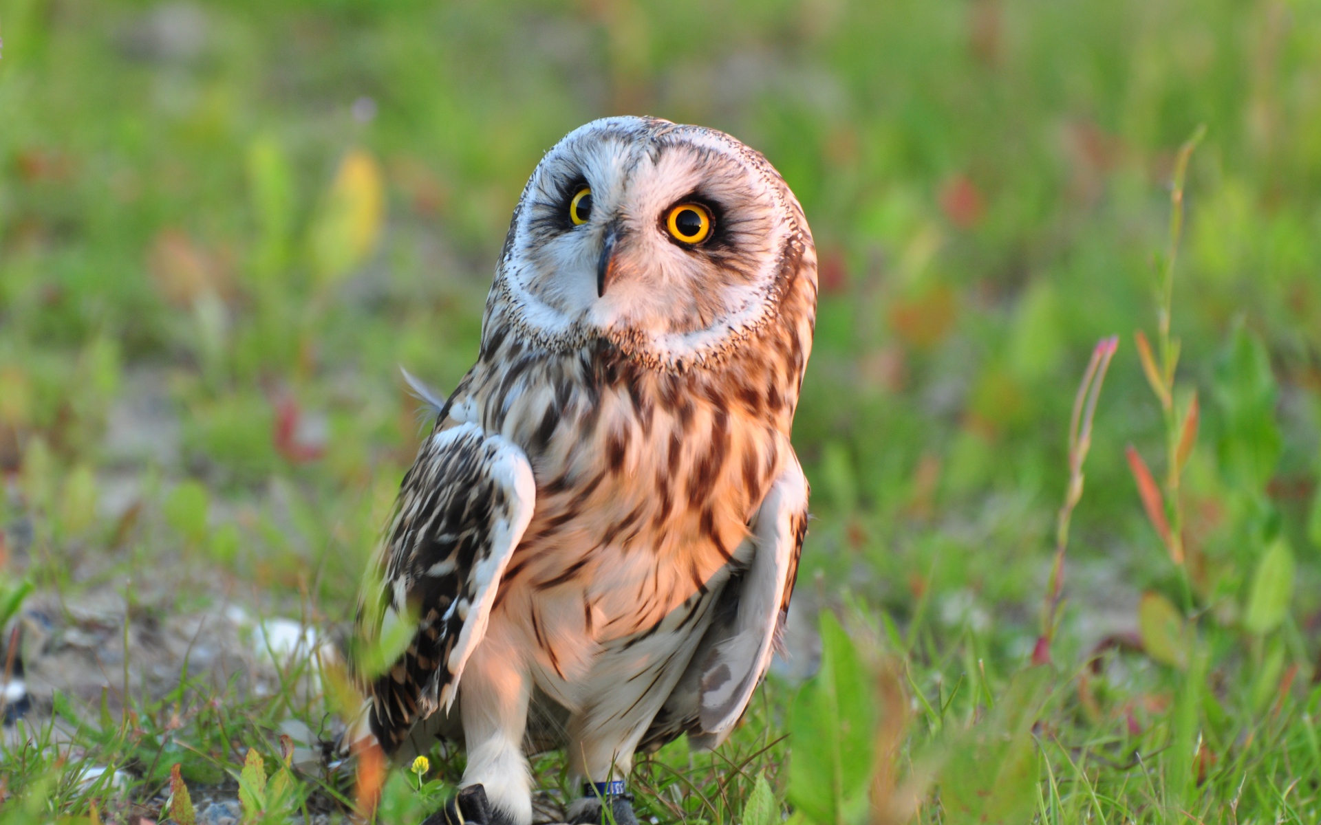 Большая серая сова с желтыми глазами сидит на траве