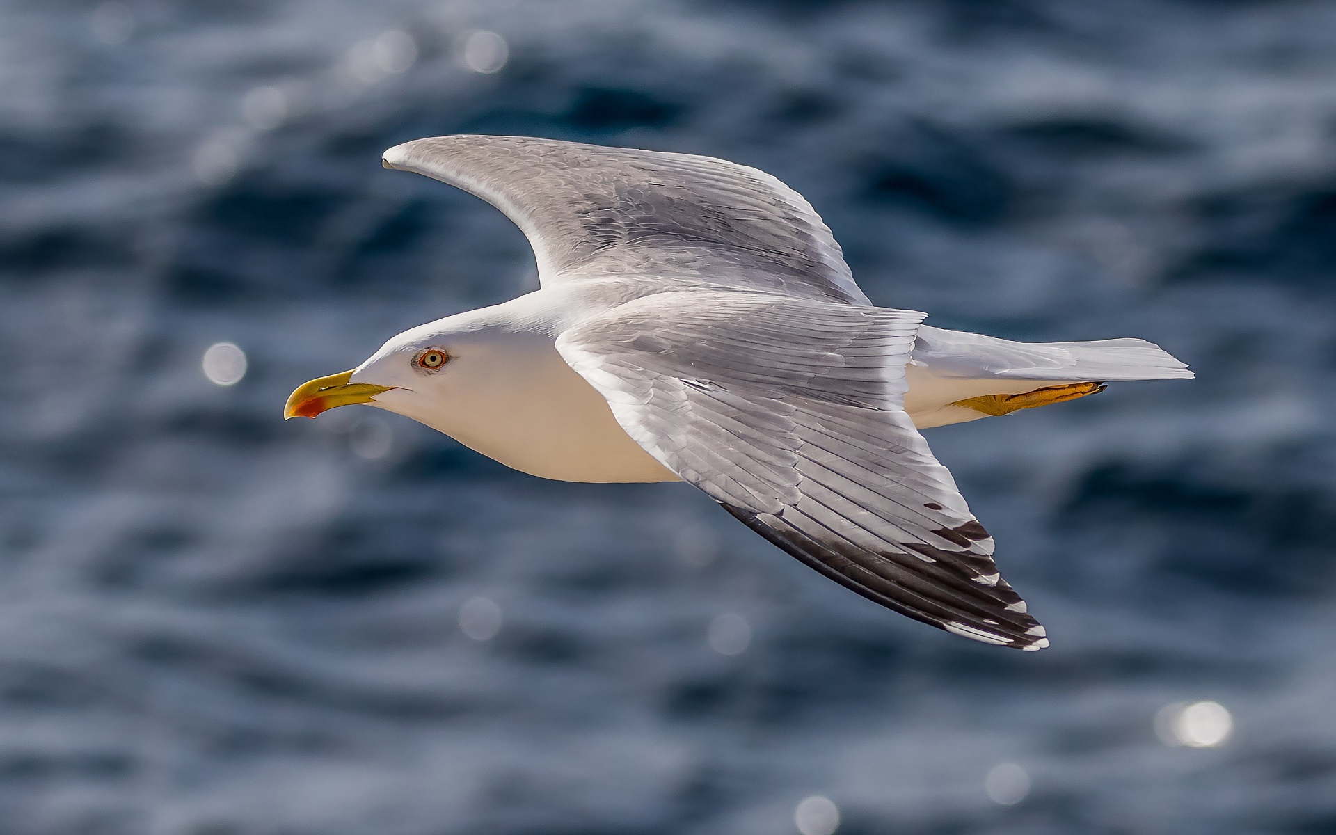 Большая серая чайка летит над водой