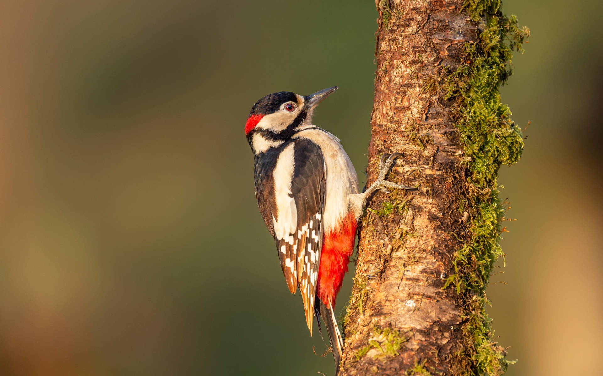 Большой дятел сидит на покрытом мхом дереве 