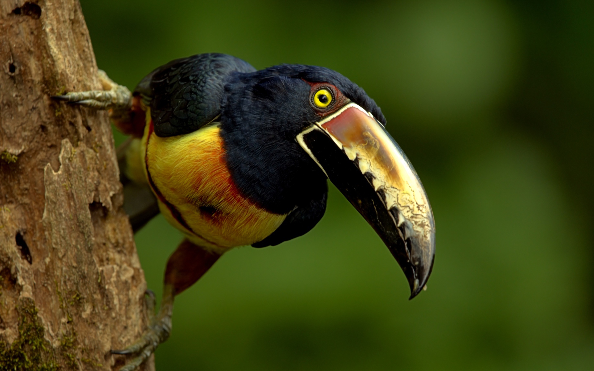 A toucan bird with a large beak sits on a tree