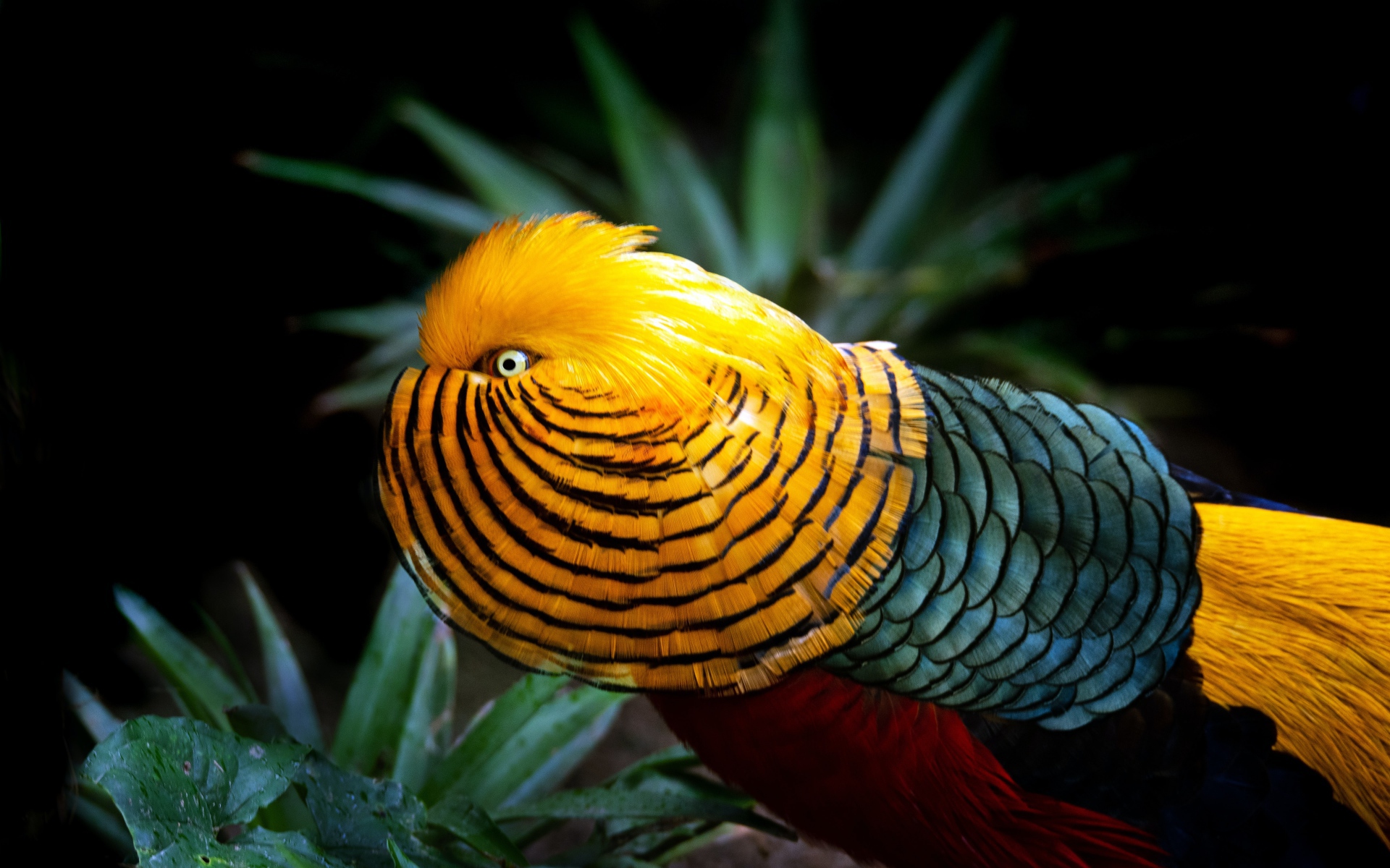 Красивый разноцветный золотой фазан в зеленых листьях 