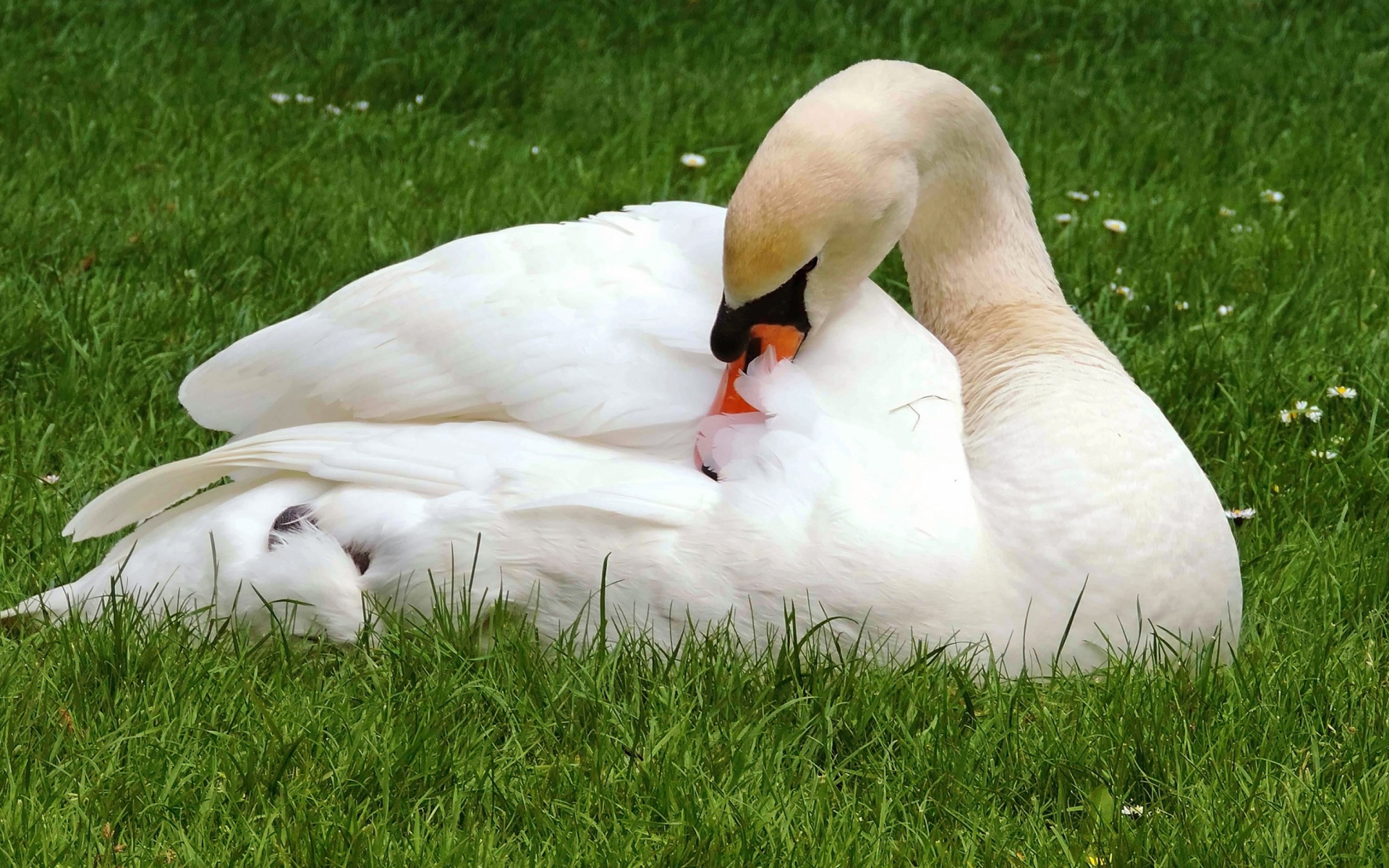 Красивый белый лебедь лежит на зеленой траве 
