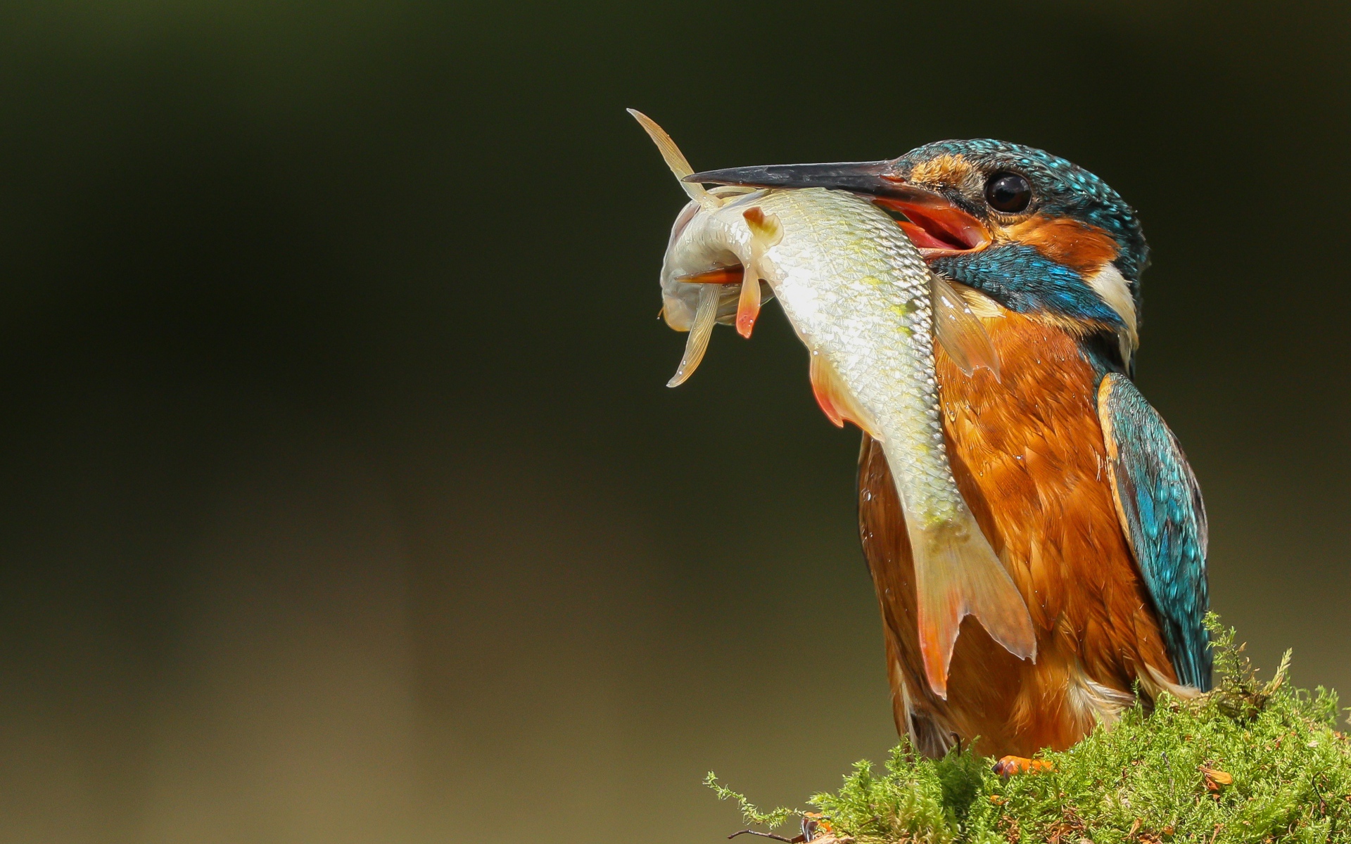 Яркая птица зимородок с рыбой в клюве