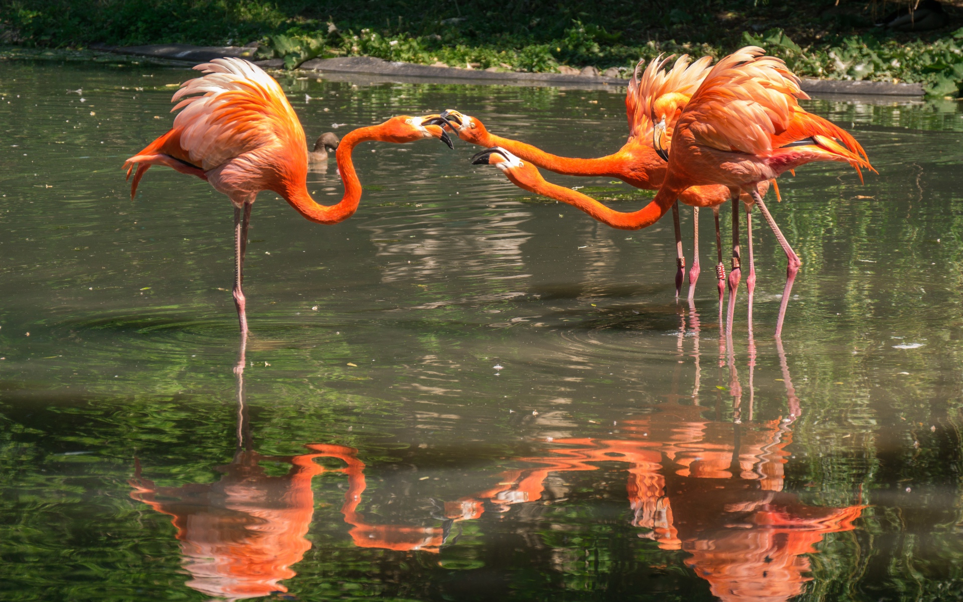 Четыре фламинго стоит в воде в зоопарке
