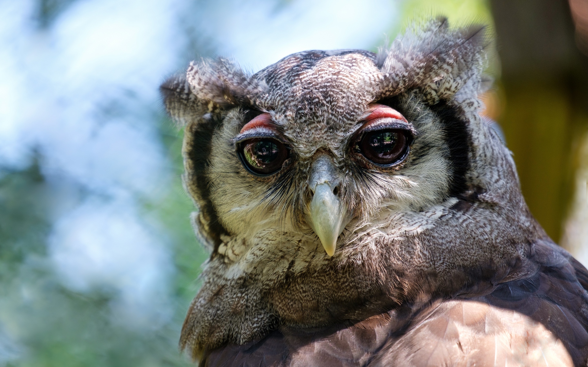 Серая сова с большими глазами