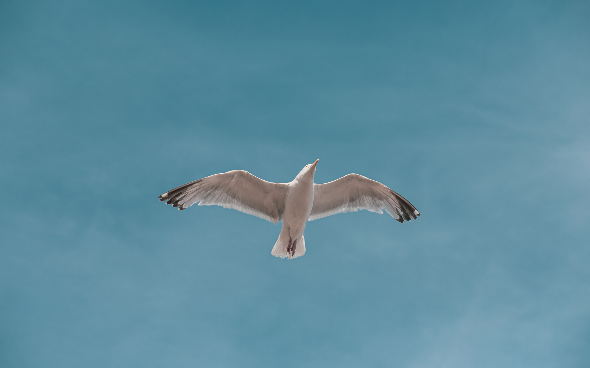 Большая белая чайка летит в голубом небе