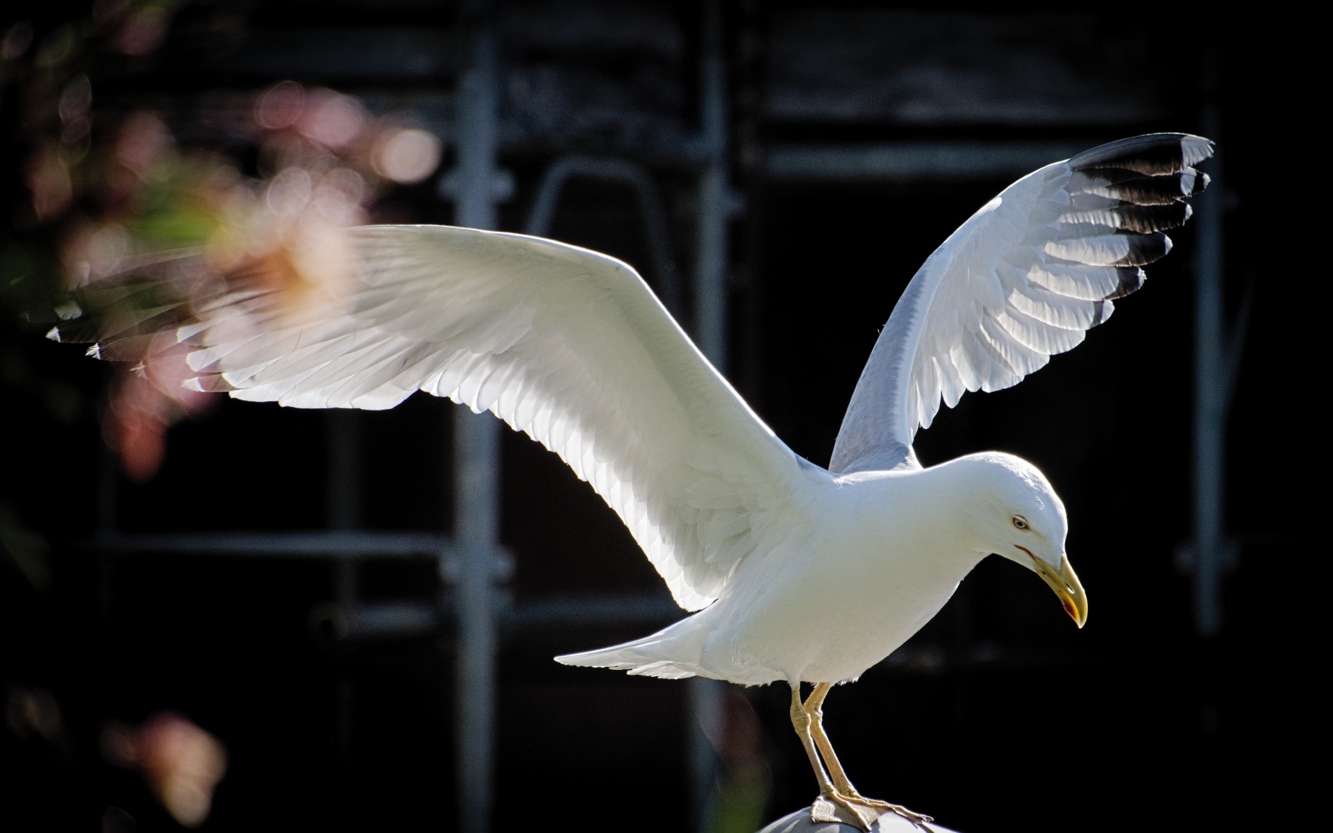 Большая белая чайка сидит на камне 