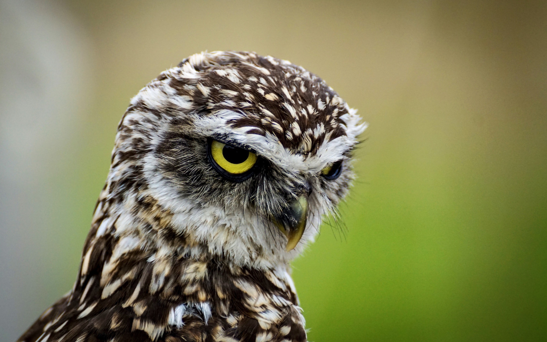 Head of a big owl with yellow eyes close-up