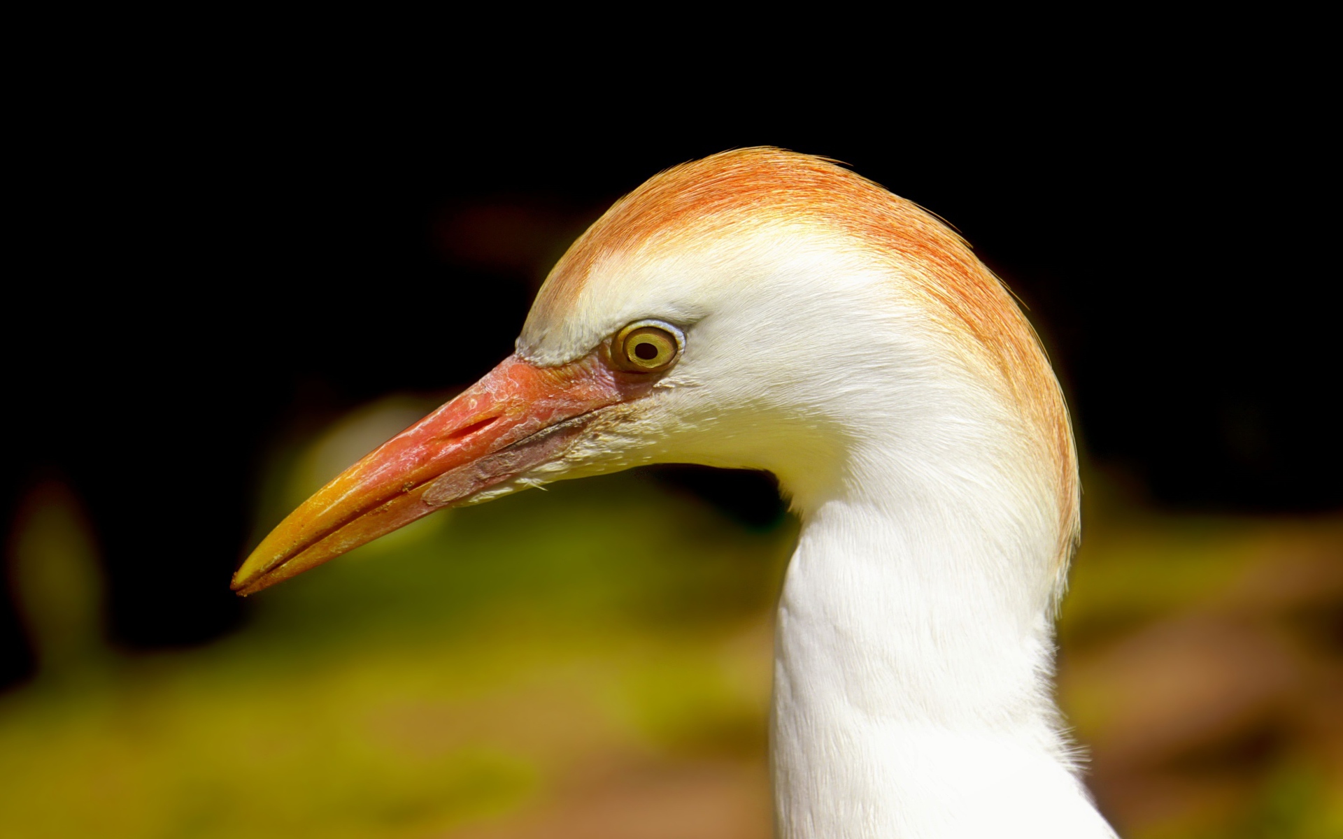 Голова цапли с острым клювом 