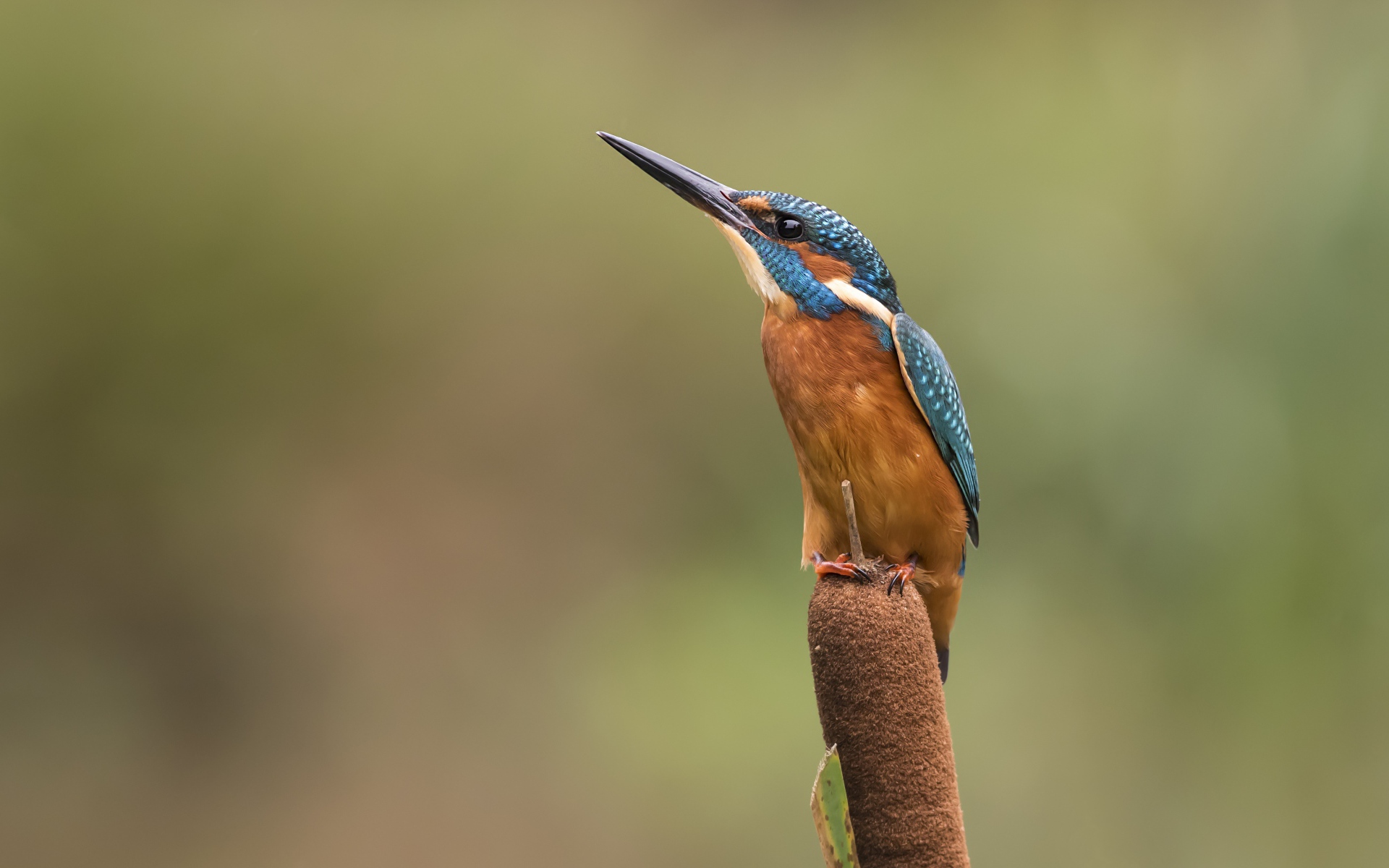 Птица зимородок сидит на камыше