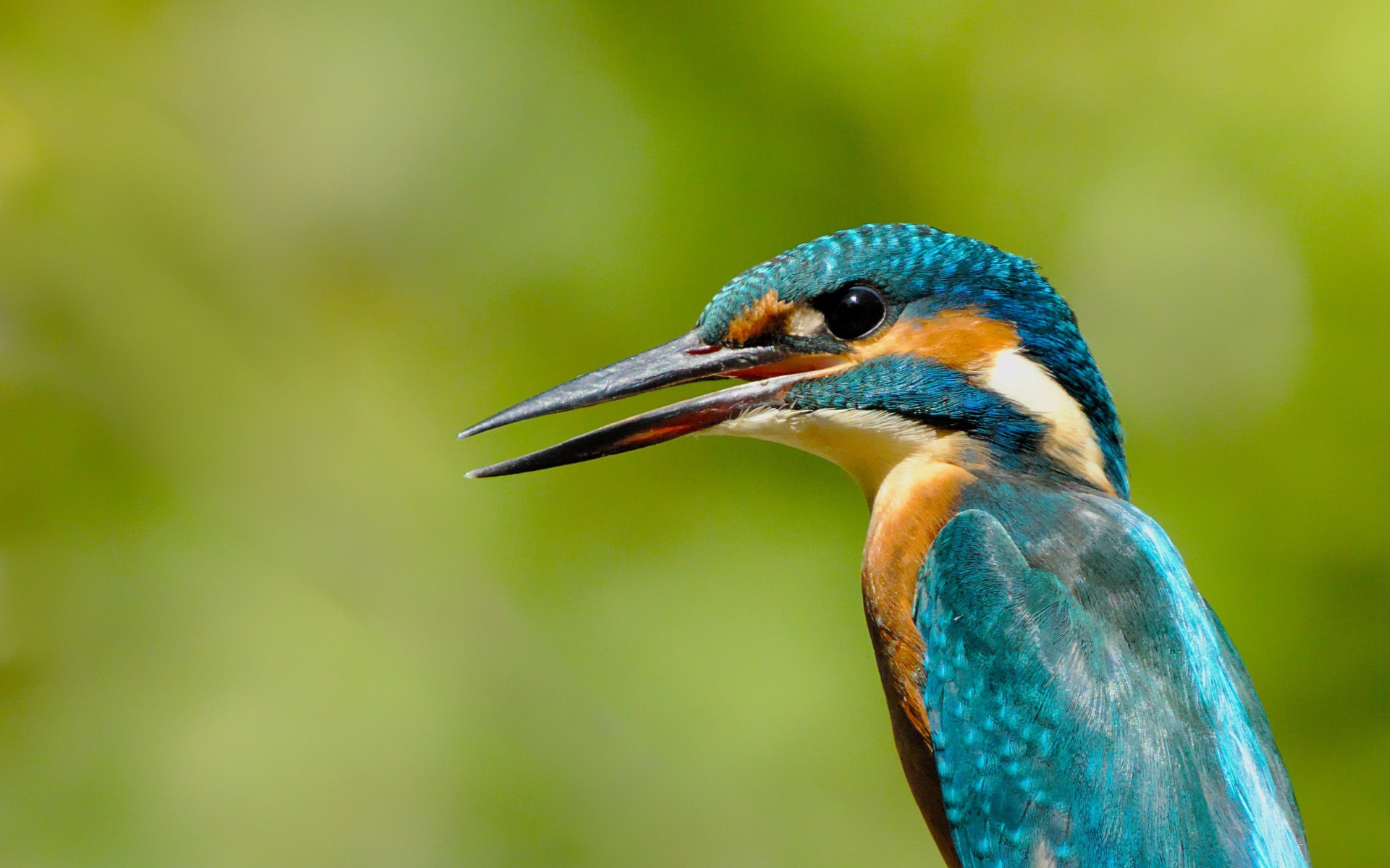Птица зимородок с открытым клювом на зеленом фоне