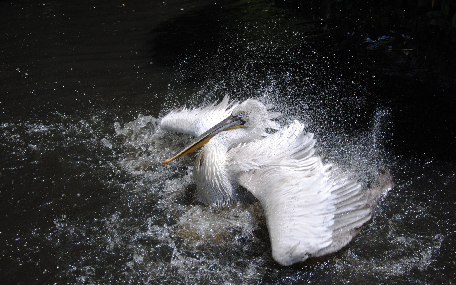 Большой белый пеликан плескается в воде 