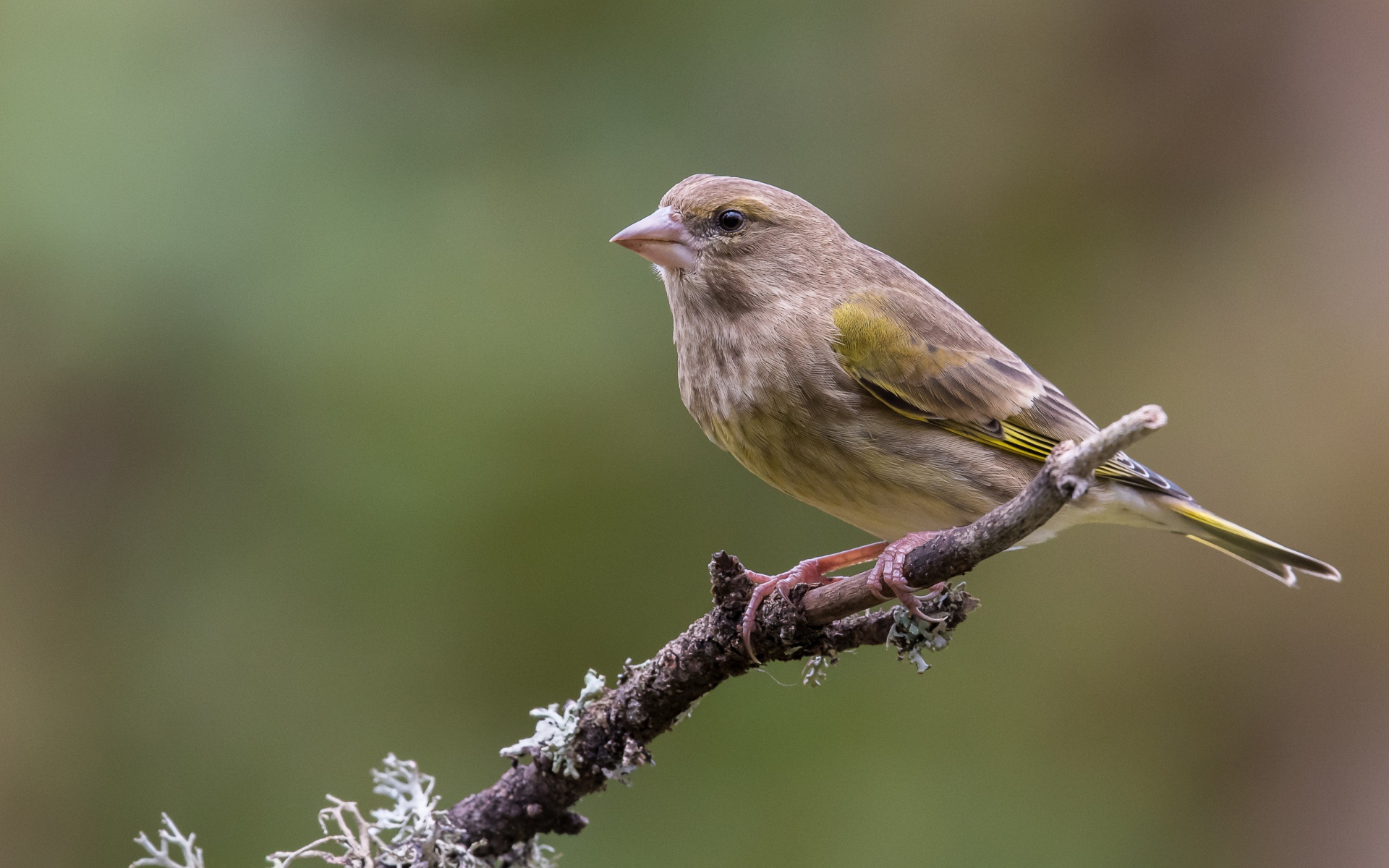 Маленький соловей сидит на ветке дерева крупным планом