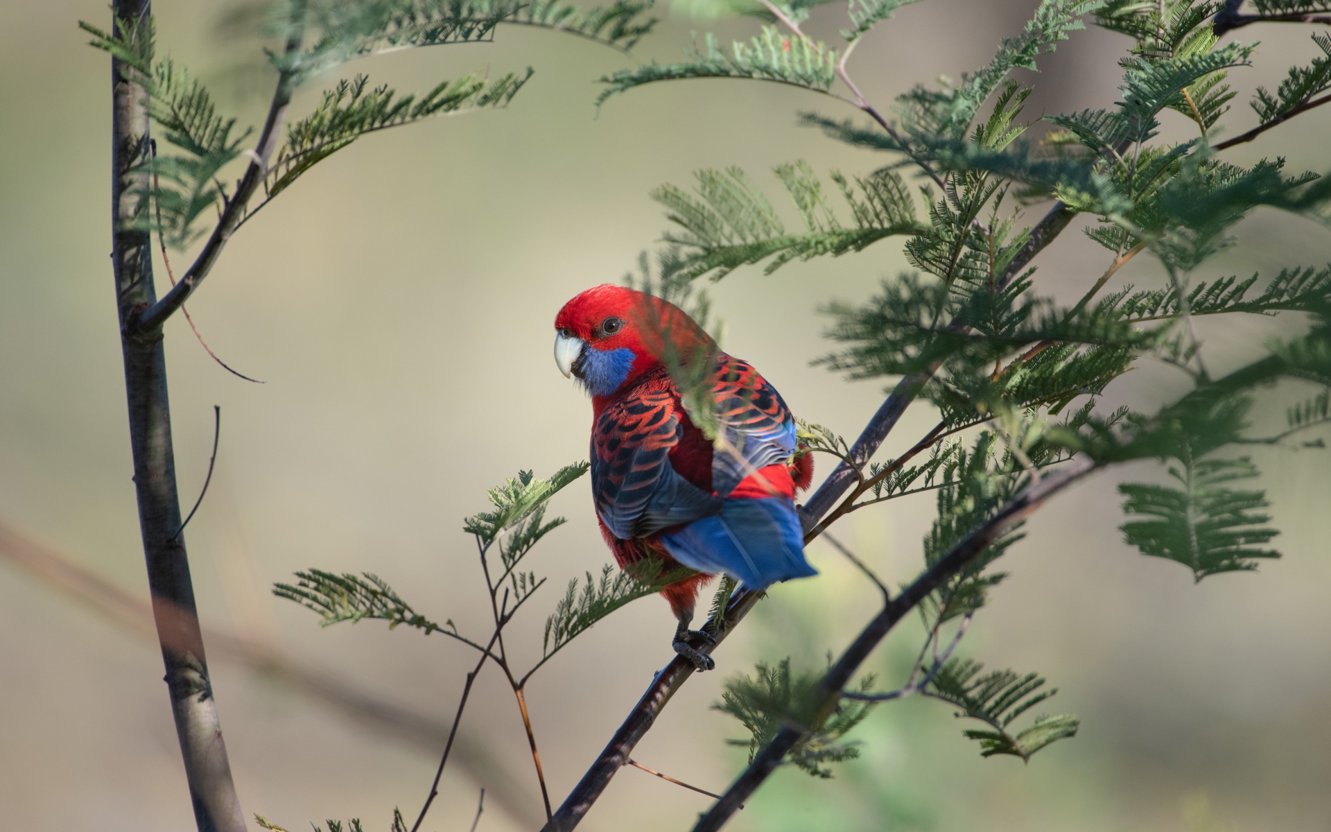 Попугай Красная розелла на ветке дерева
