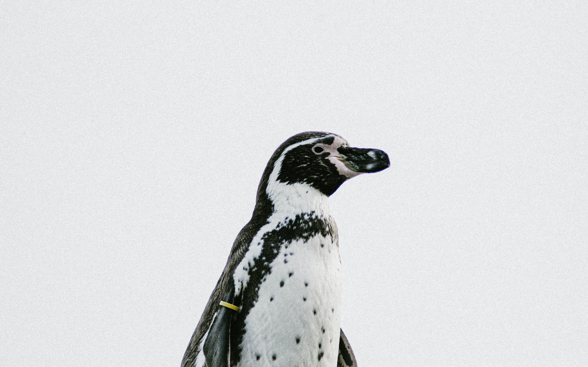 Пингвин на белом фоне крупным планом 