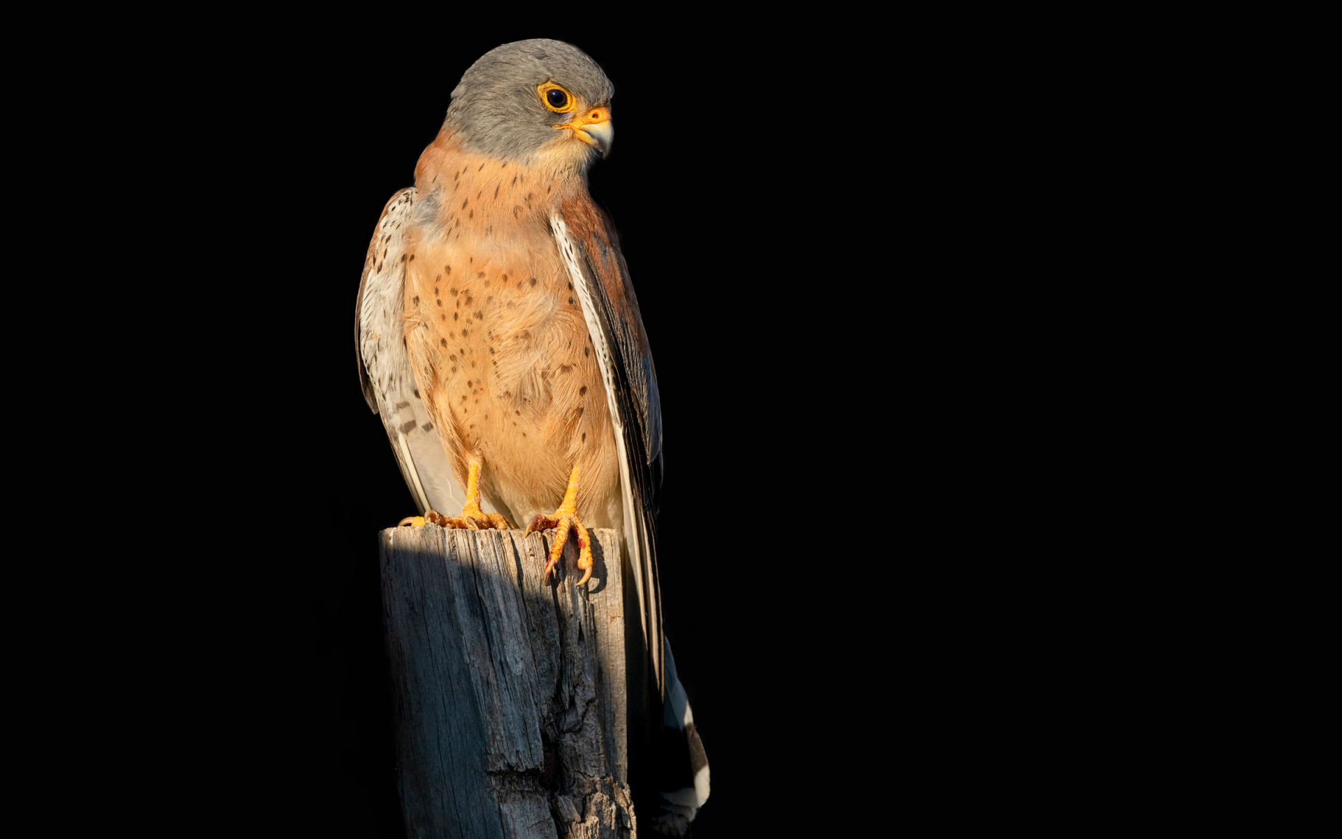Хищный сокол сидит на сухом дереве на черном фоне