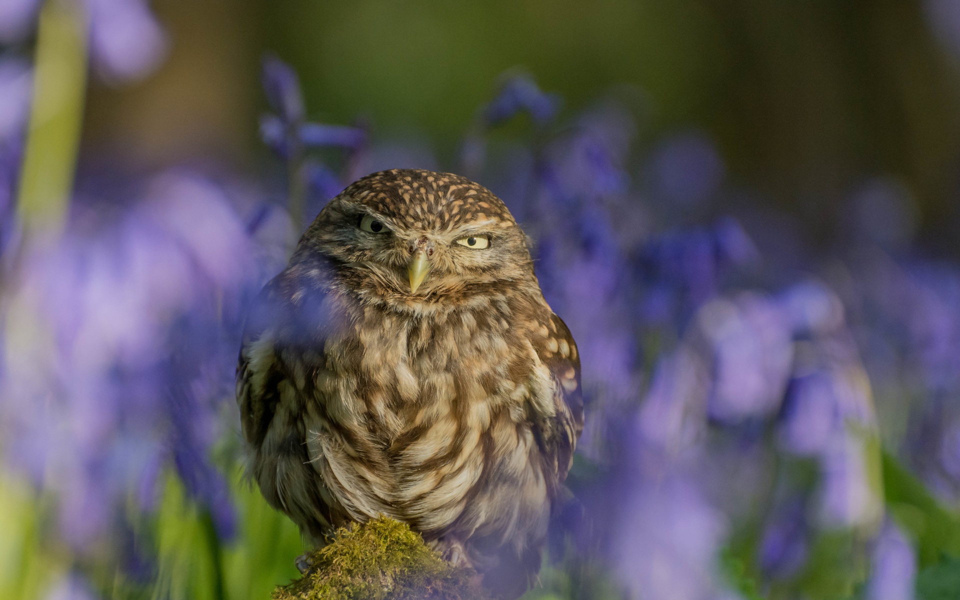 Хищная серая сова сидит на фоне синих цветов