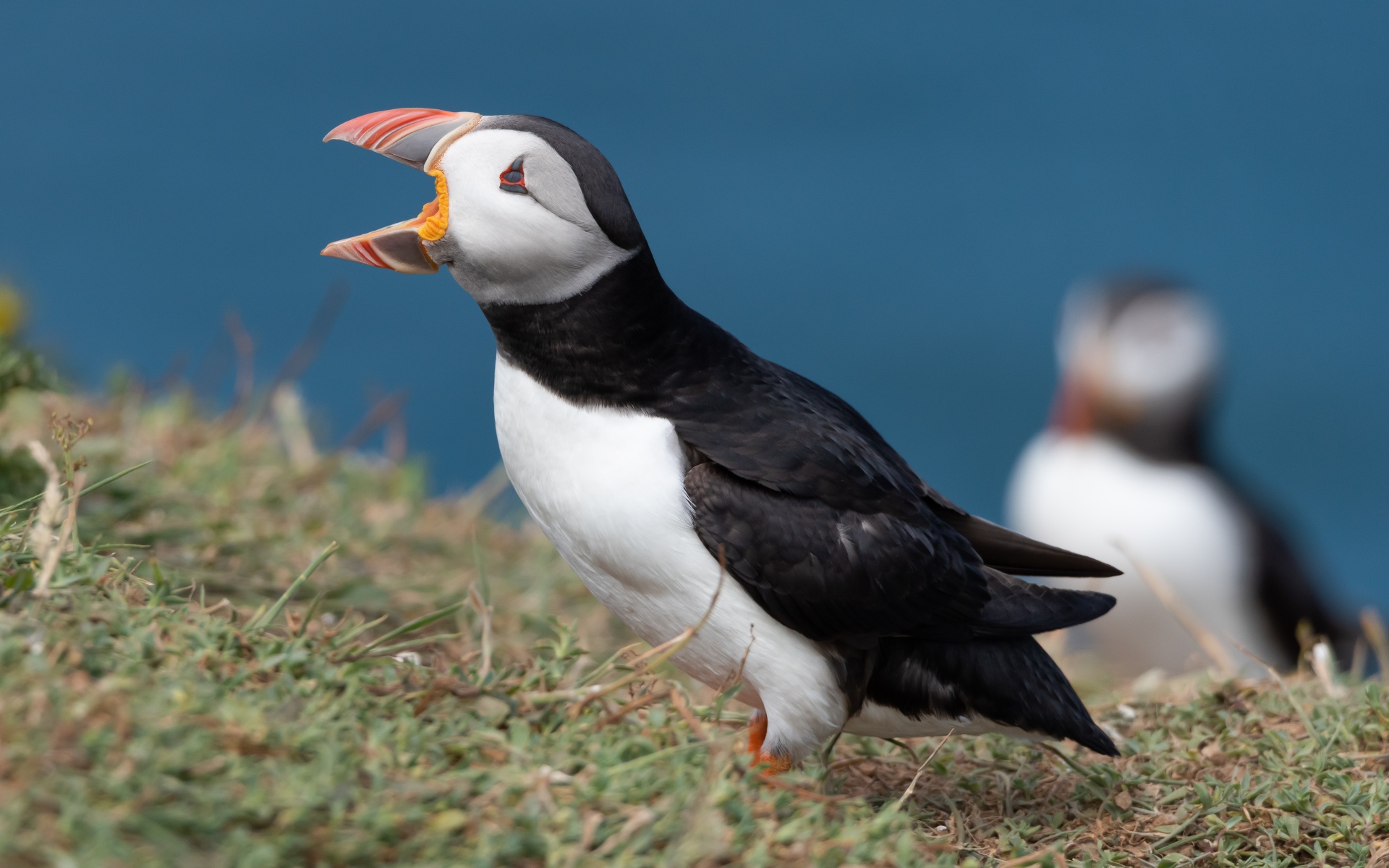 Тупик с открытым клювом на траве