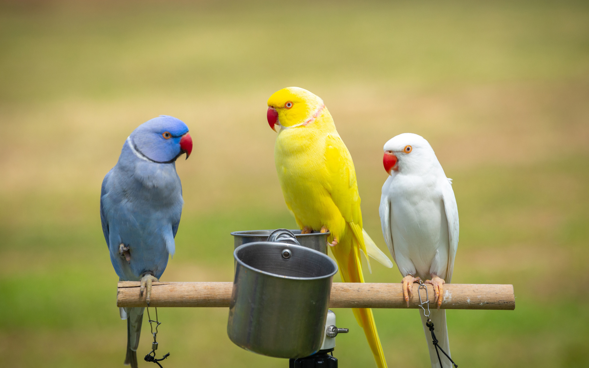Три разноцветных попугая сидят на жердочке с едой 