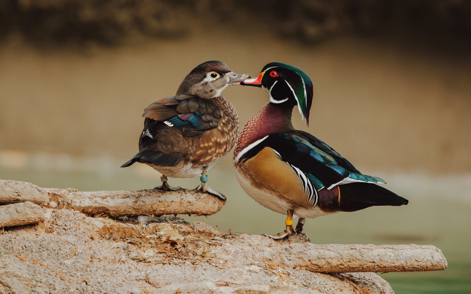 Two beautiful multi-colored ducks on a tree