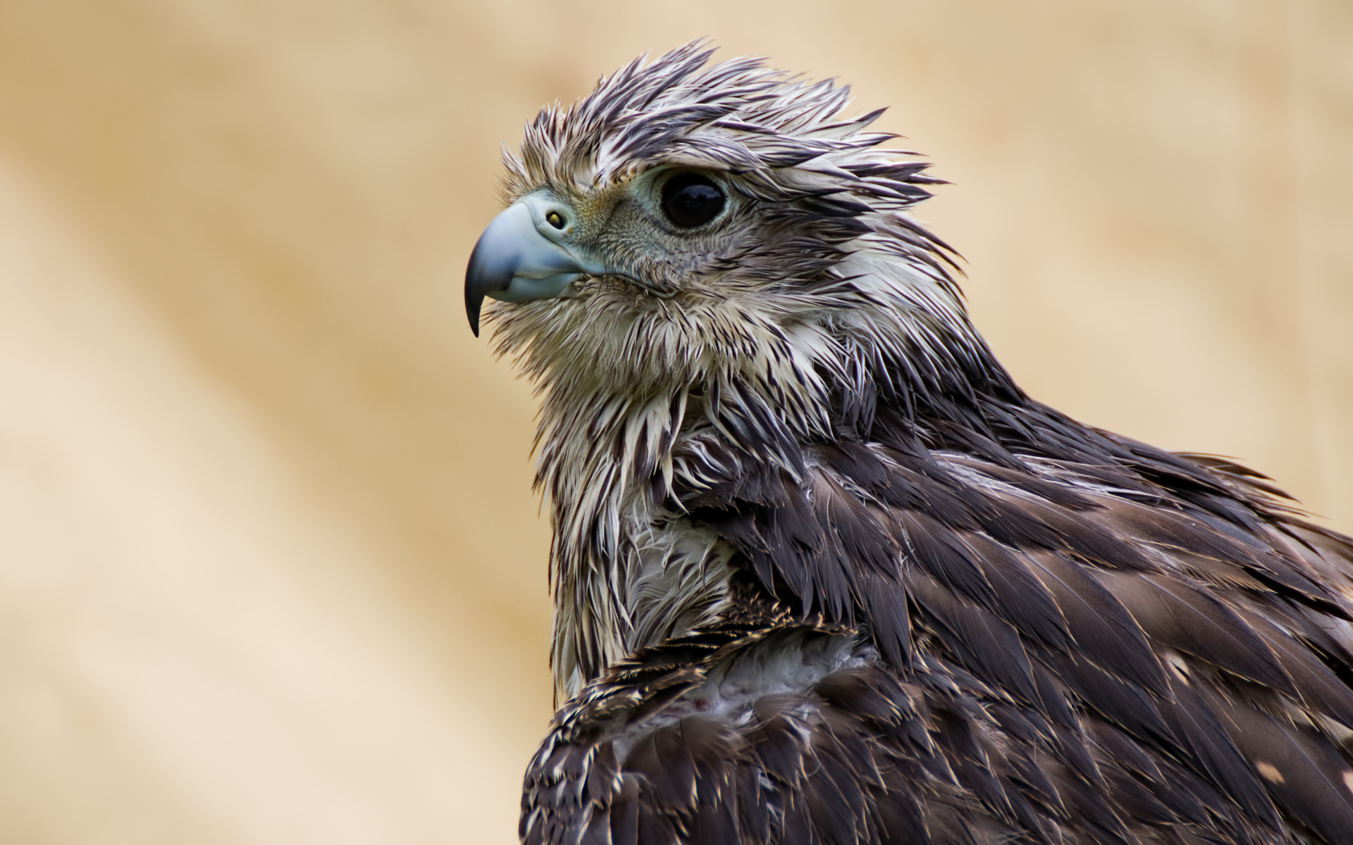 Wet Hawk with a sharp beak