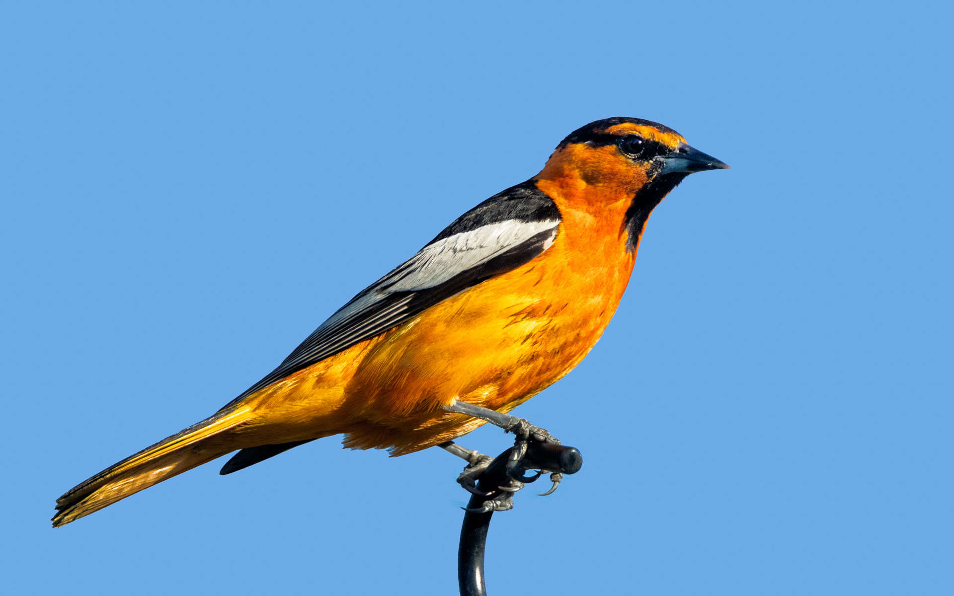 Желтая иволга Буллока на голубом фоне