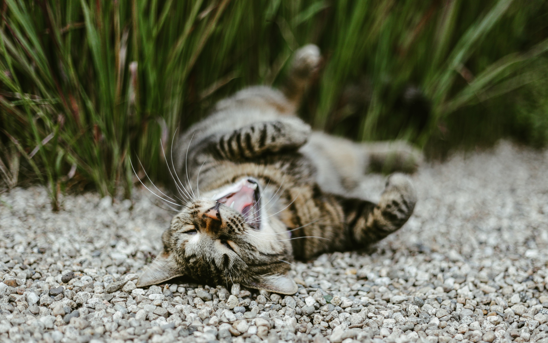 Серый зевающий кот лежит на гальке в саду