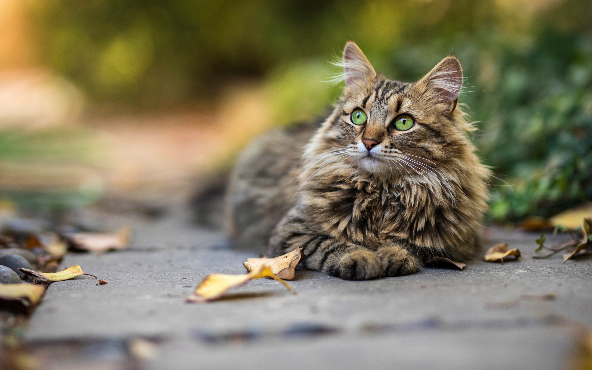 Красивый пушистый зеленоглазый серый  кот лежит на земле