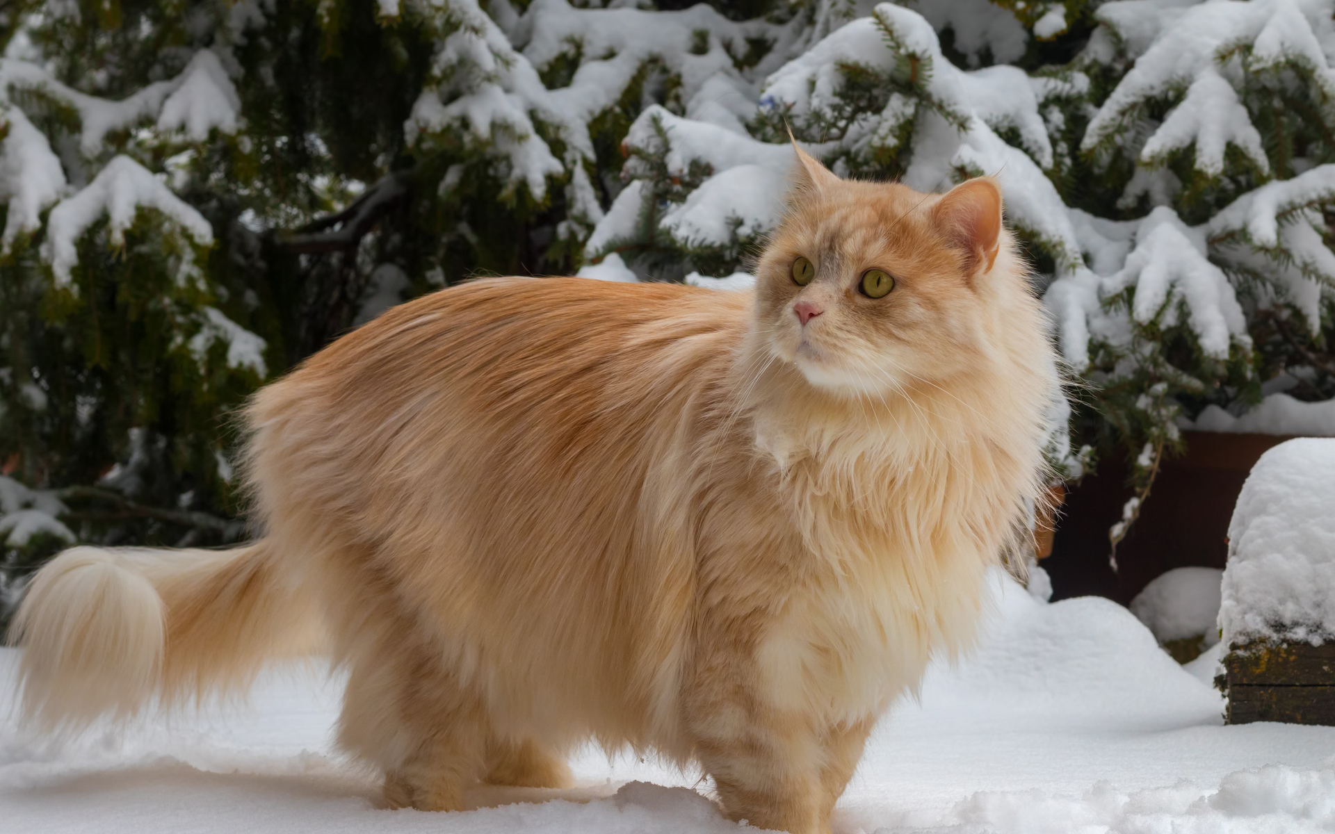 Beautiful fluffy red cat by a snowy fir