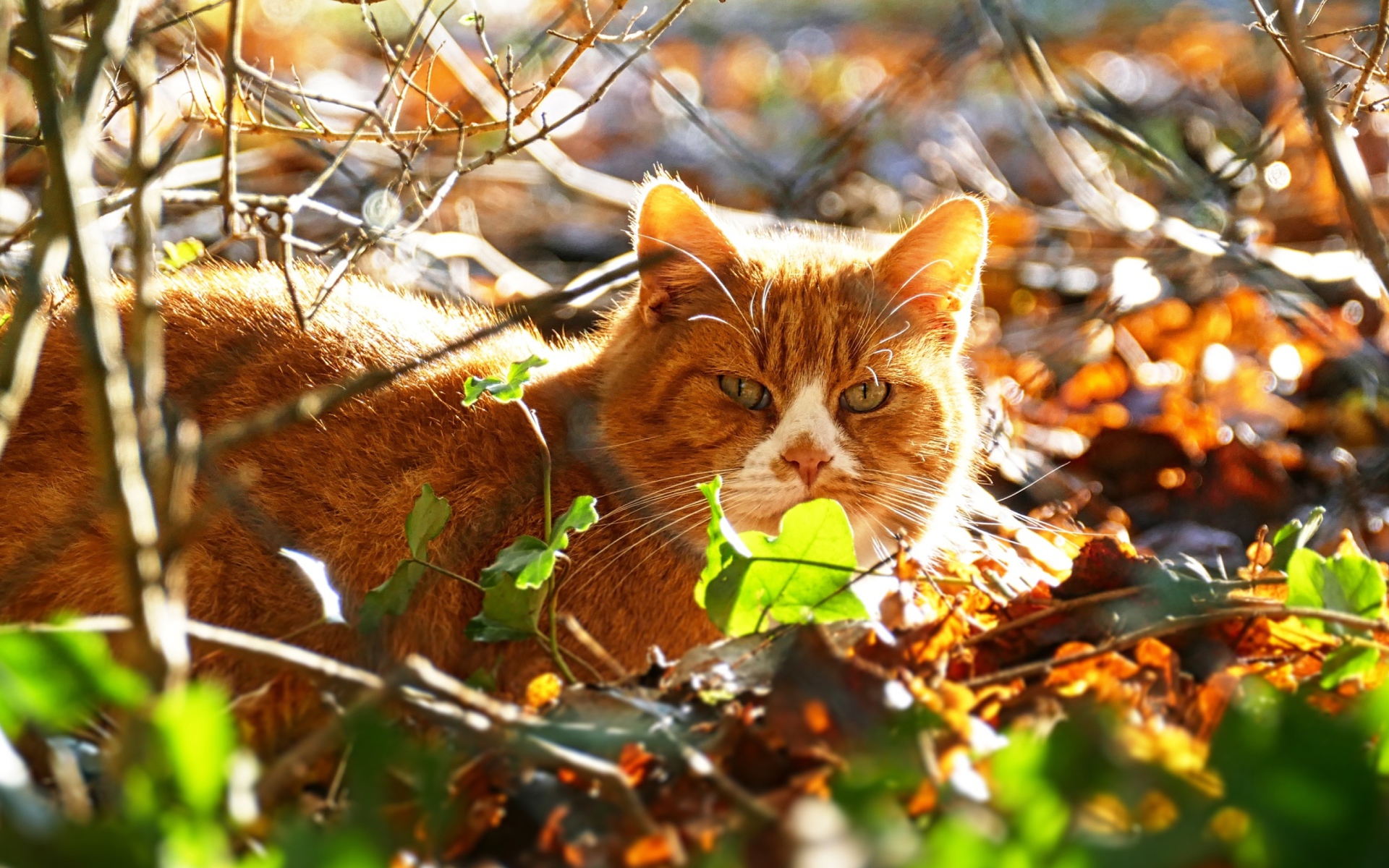 Красивый рыжий кот сидит в листве солнечным днем