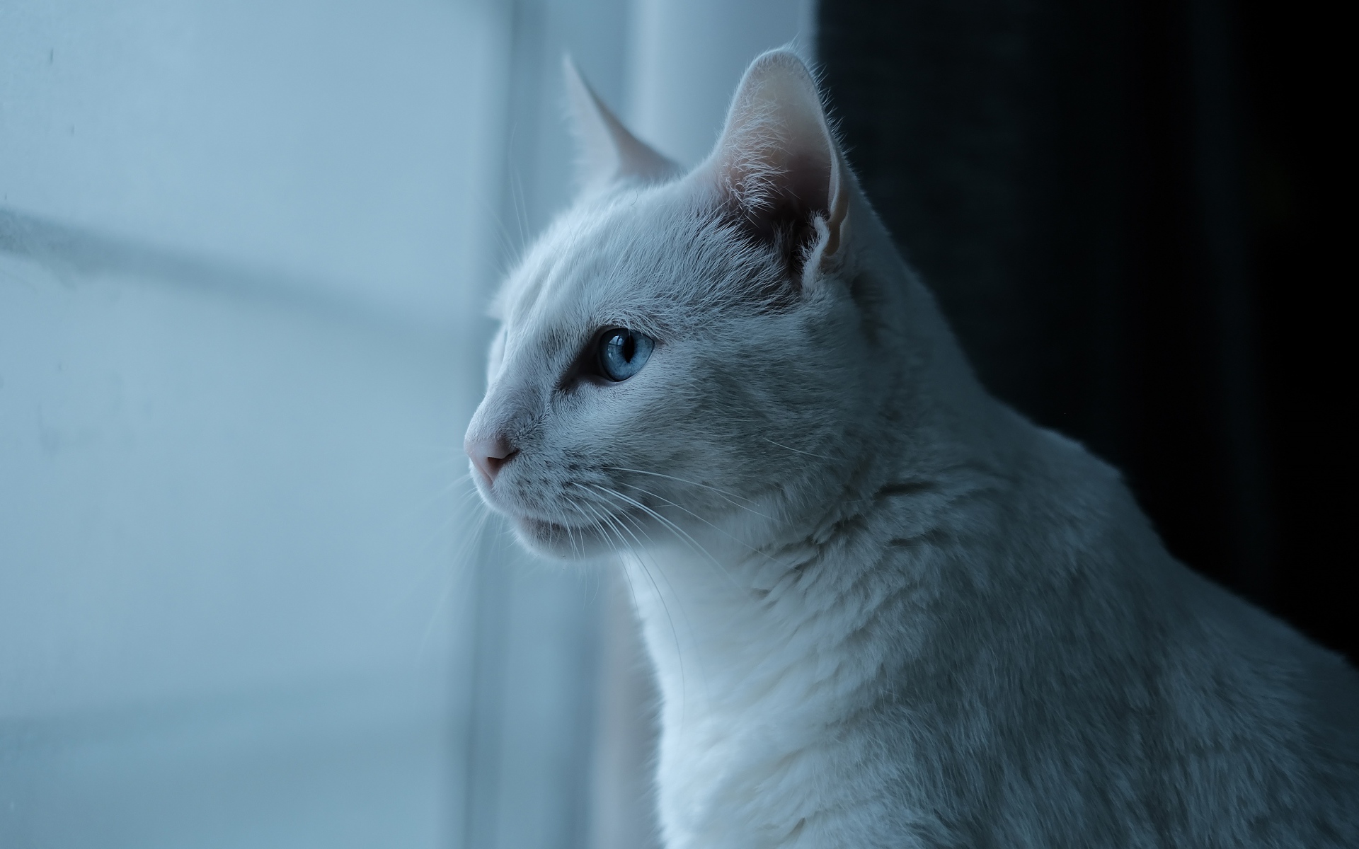 Красивая белая голубоглазая кошка у окна