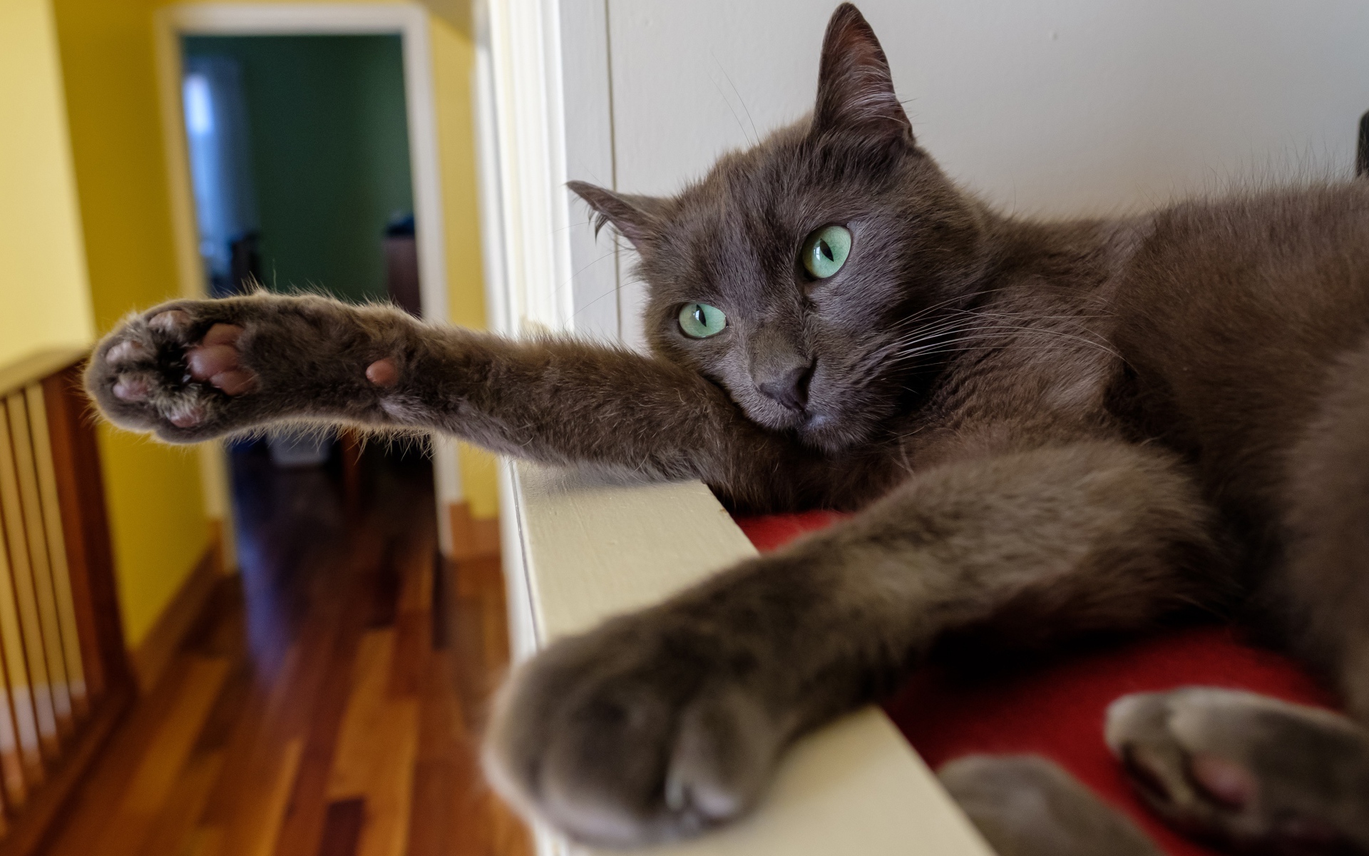 Большой серый кот с зелеными глазами 