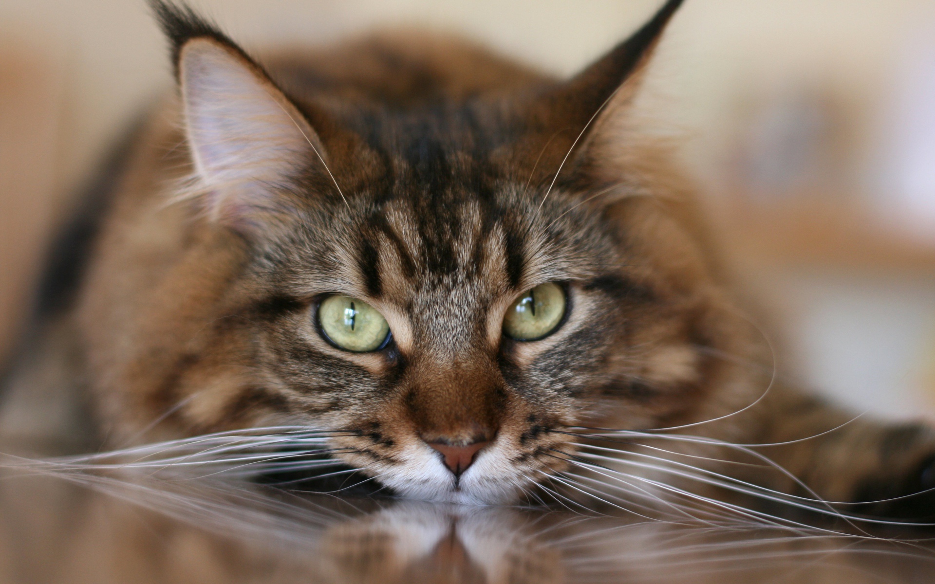 Большой серый кот с белыми усами крупным планом