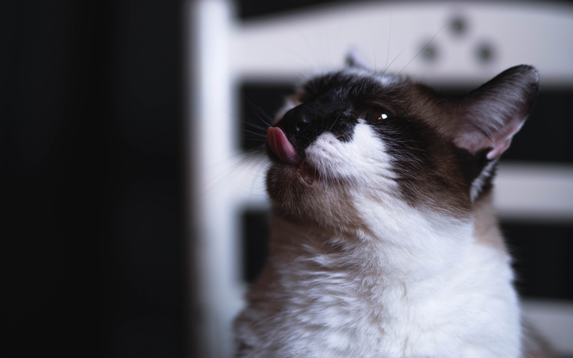 Черно белый кот с высунутым языком